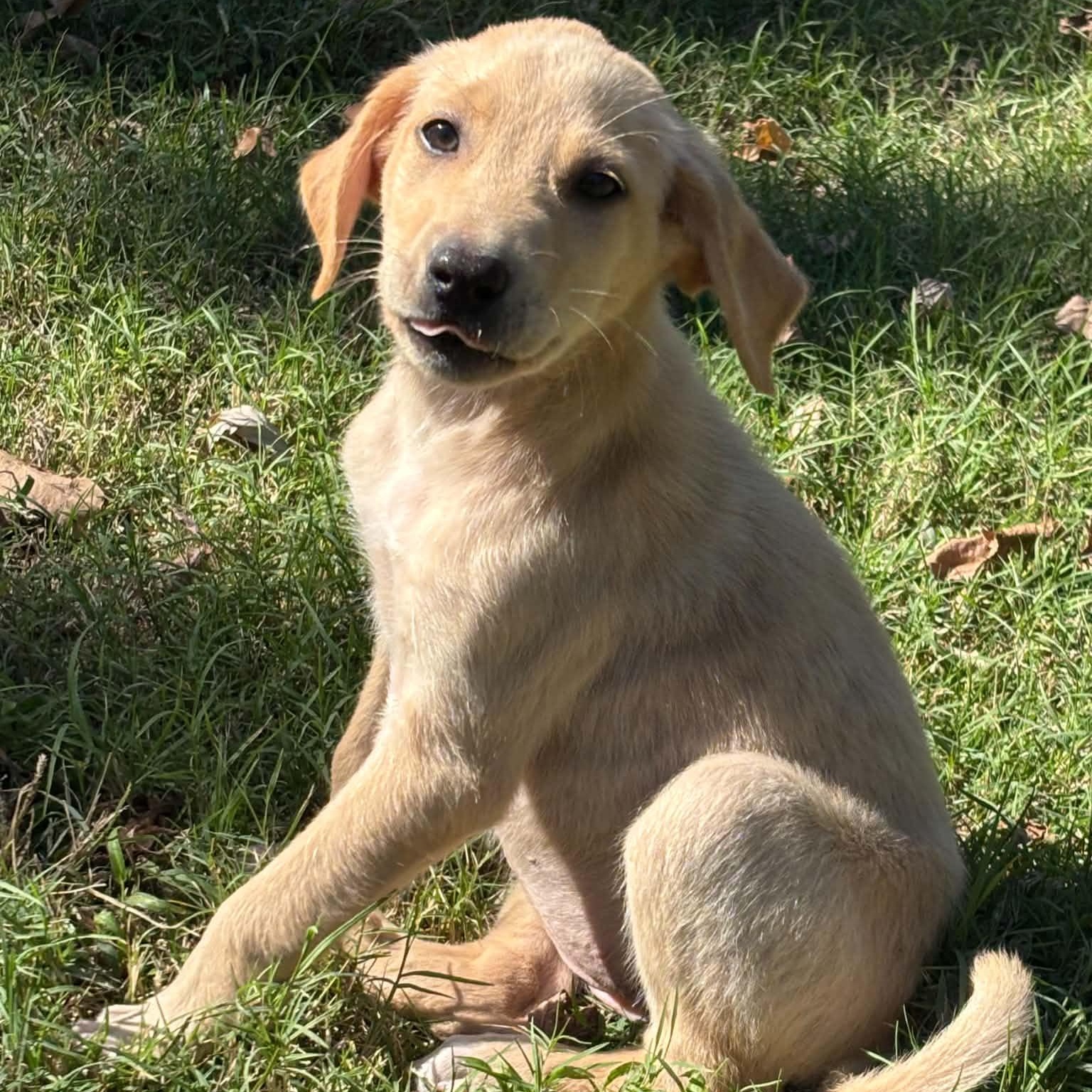 Enlarge Violet, a Adoptable mixed breed in Pelham, NH image 2/6