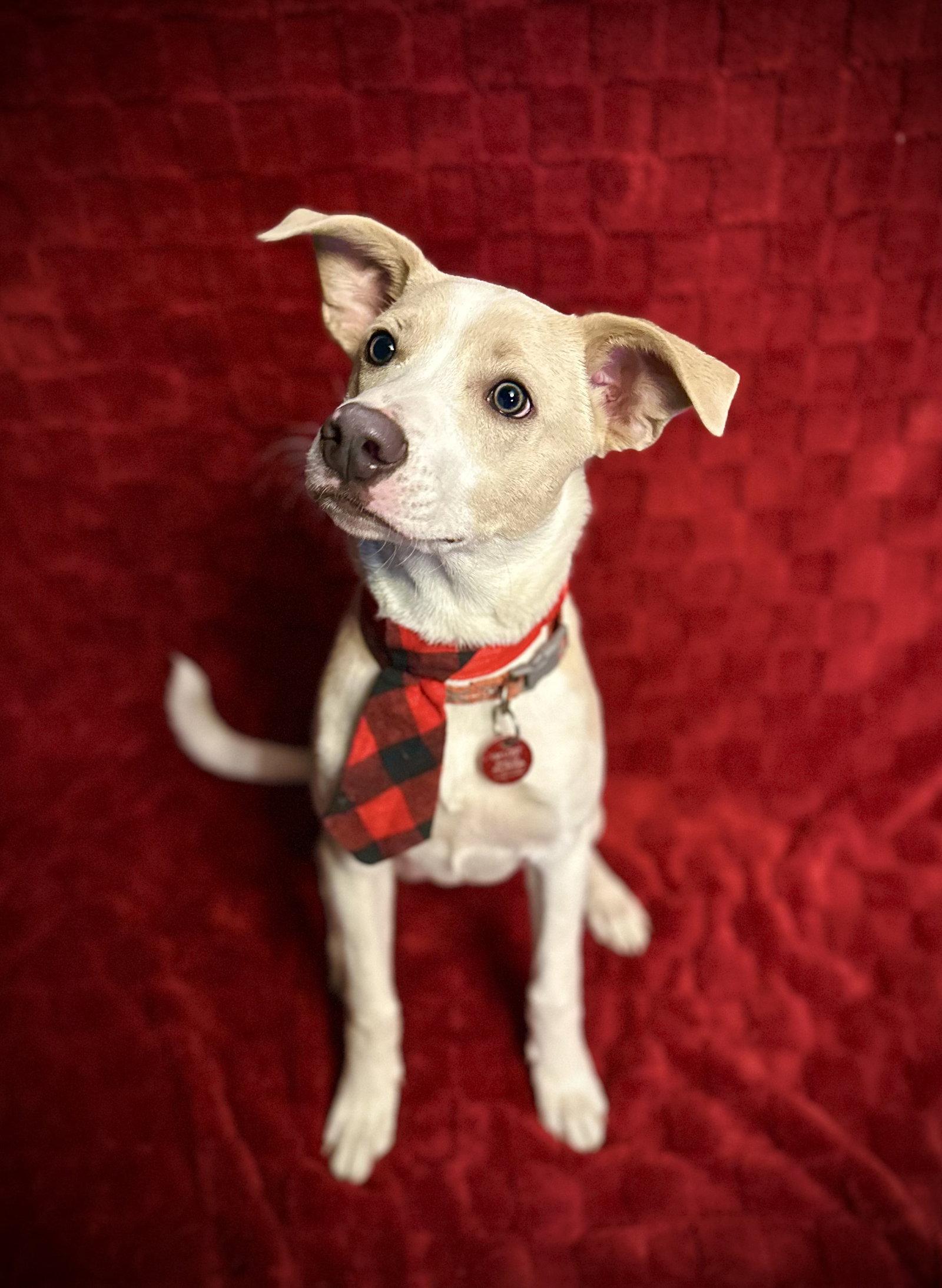 Nash, Adopted, Young Male Mountain Cur.