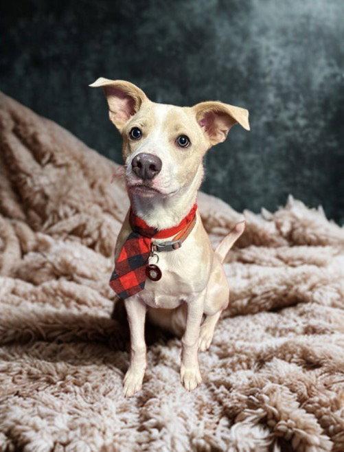 Enlarge Nash, a Adopted Mountain Cur in Nashville, TN image 2/3