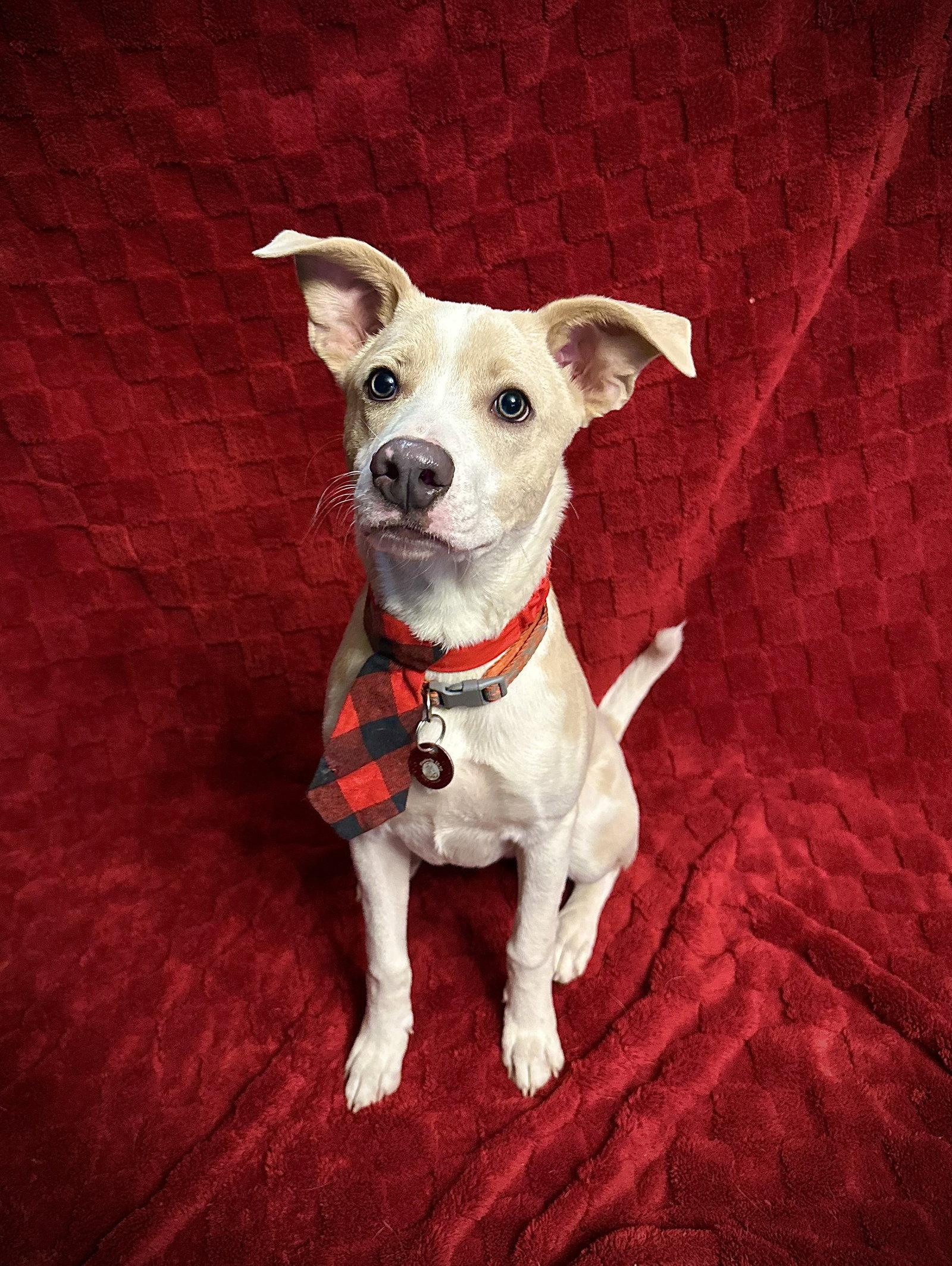 Enlarge Nash, a Adopted Mountain Cur in Nashville, TN image 3/3