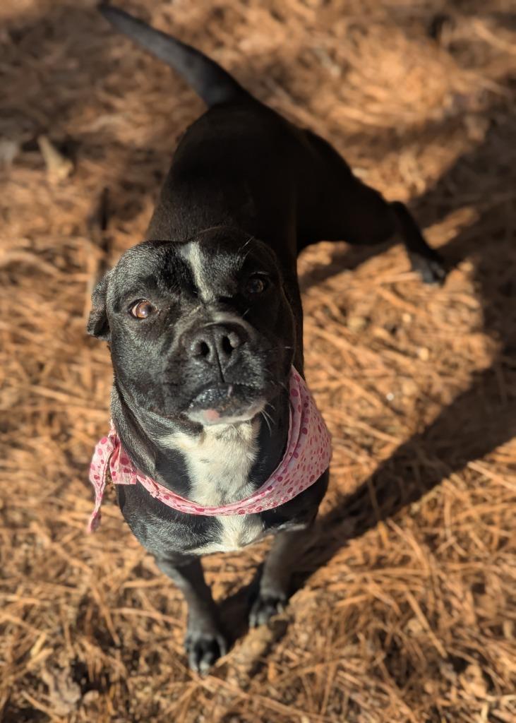 Enlarge Halo, a Adoptable mixed breed in Danielsville, GA image 1/5