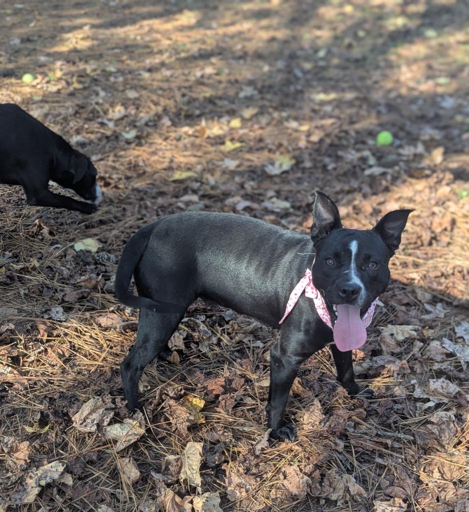 Enlarge Halo, a Adoptable mixed breed in Danielsville, GA image 3/5