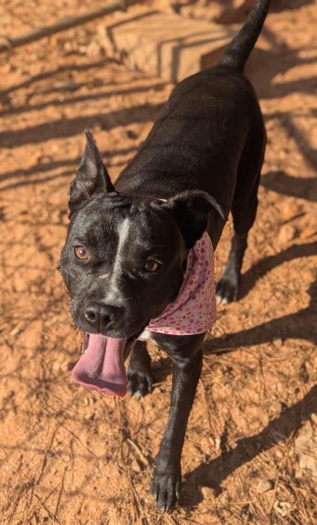Enlarge Halo, a Adoptable mixed breed in Danielsville, GA image 5/5