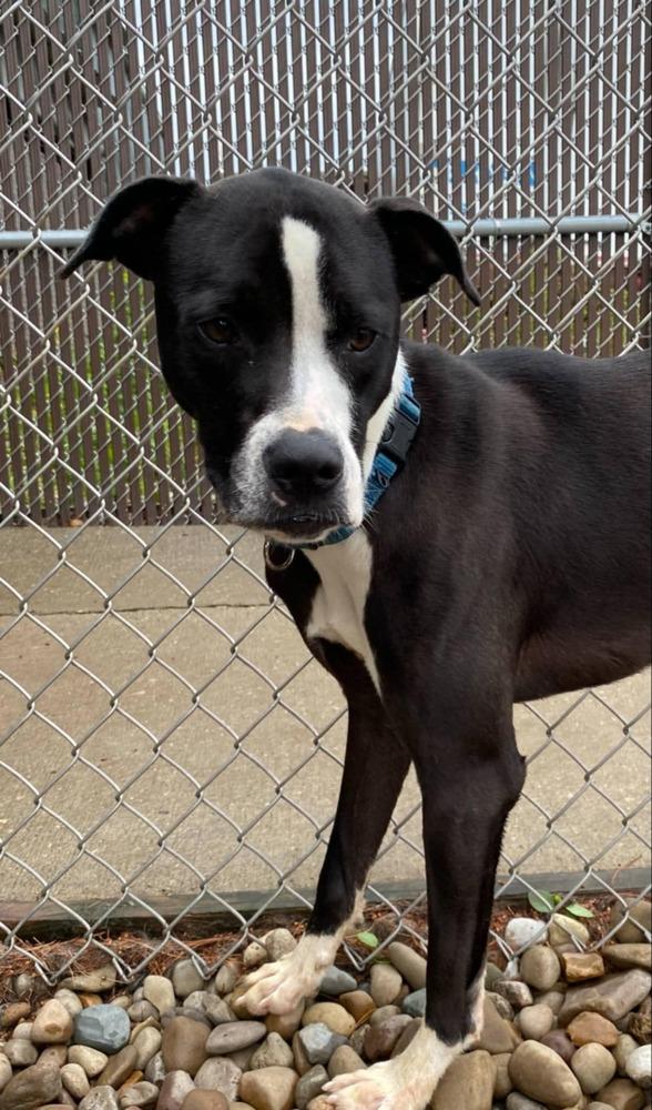Poseidon, Adoptable, Young Male Pit Bull Terrier.