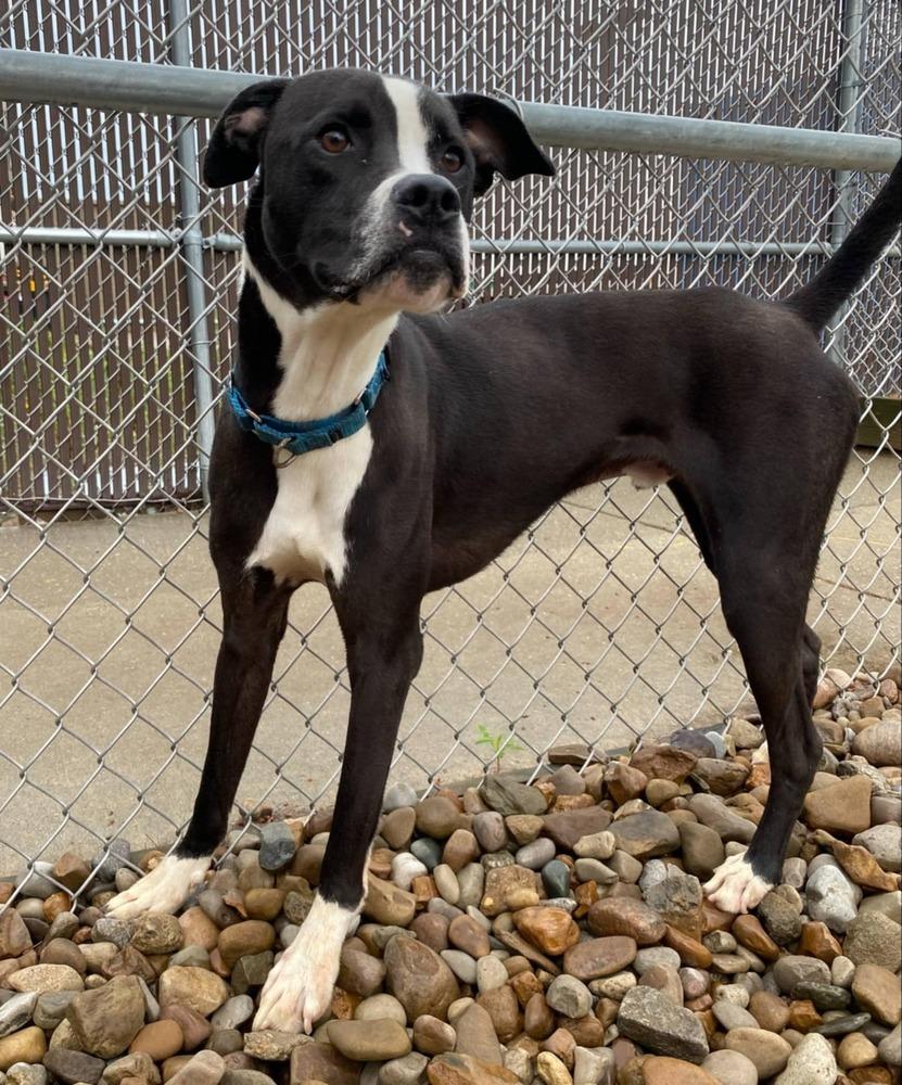Enlarge Poseidon, a Adoptable mixed breed in Evansville, IN image 2/6