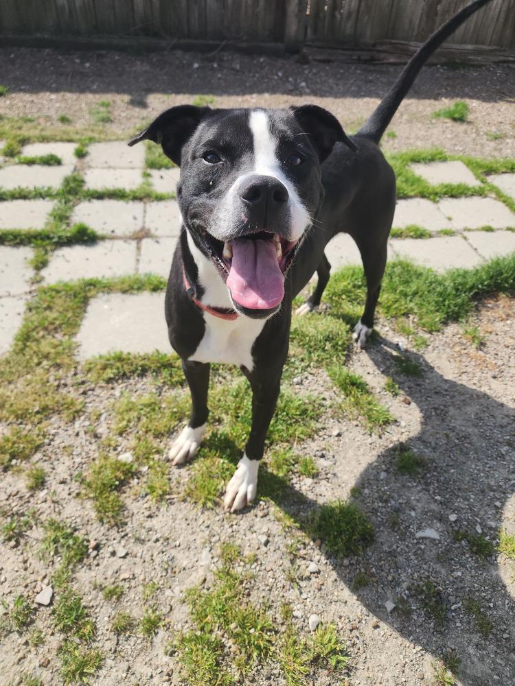 Poseidon, Adoptable, Young Male Pit Bull Terrier.