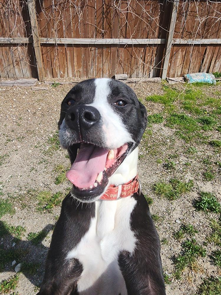 Enlarge Poseidon, a Adoptable mixed breed in Evansville, IN image 2/6