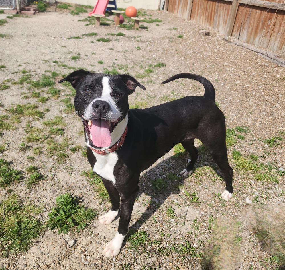 Enlarge Poseidon, a Adoptable mixed breed in Evansville, IN image 3/6