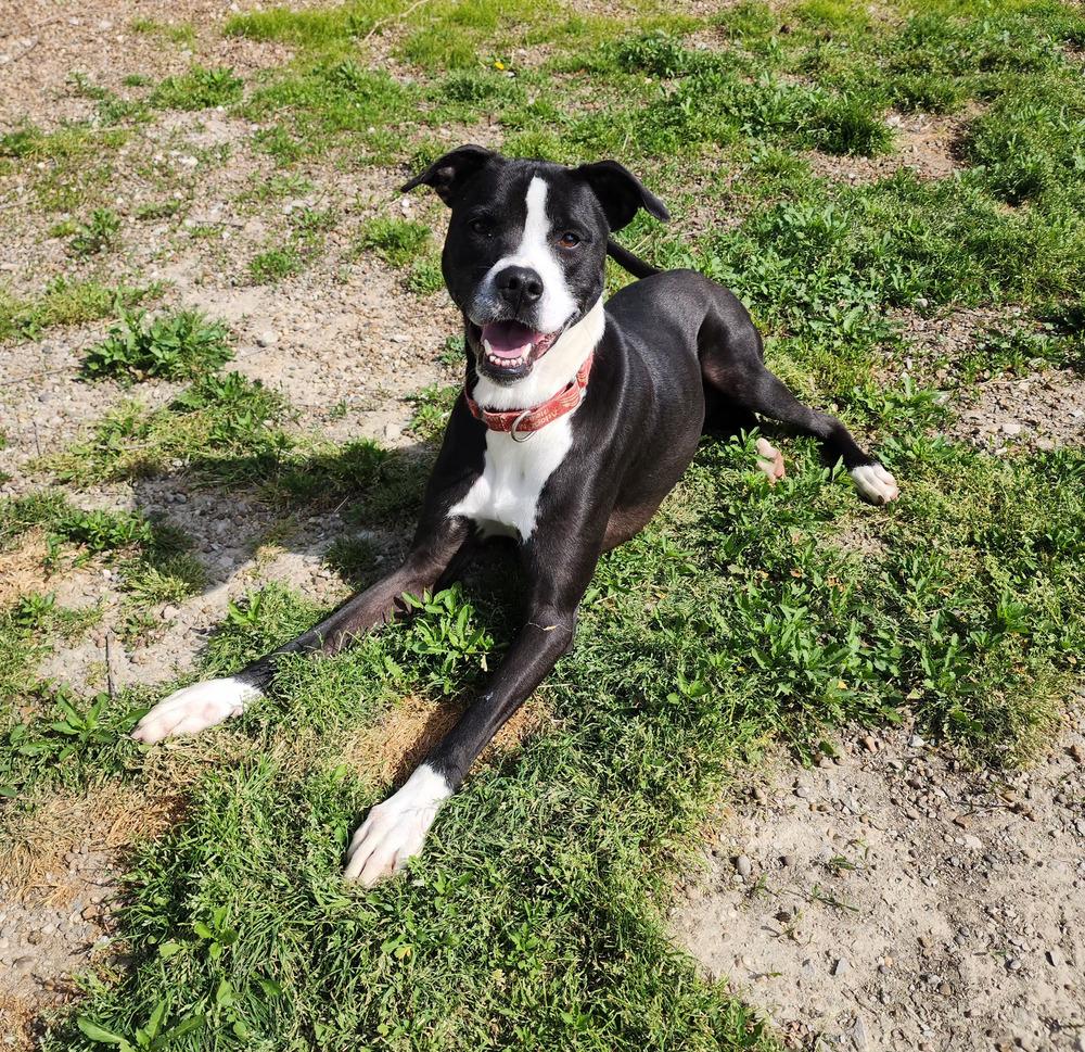 Enlarge Poseidon, a Adoptable mixed breed in Evansville, IN image 4/6
