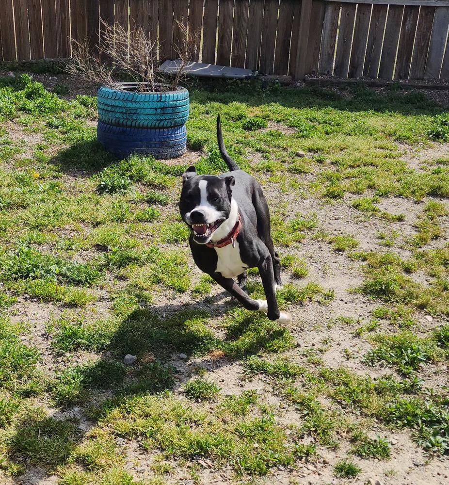 Enlarge Poseidon, a Adoptable mixed breed in Evansville, IN image 5/6