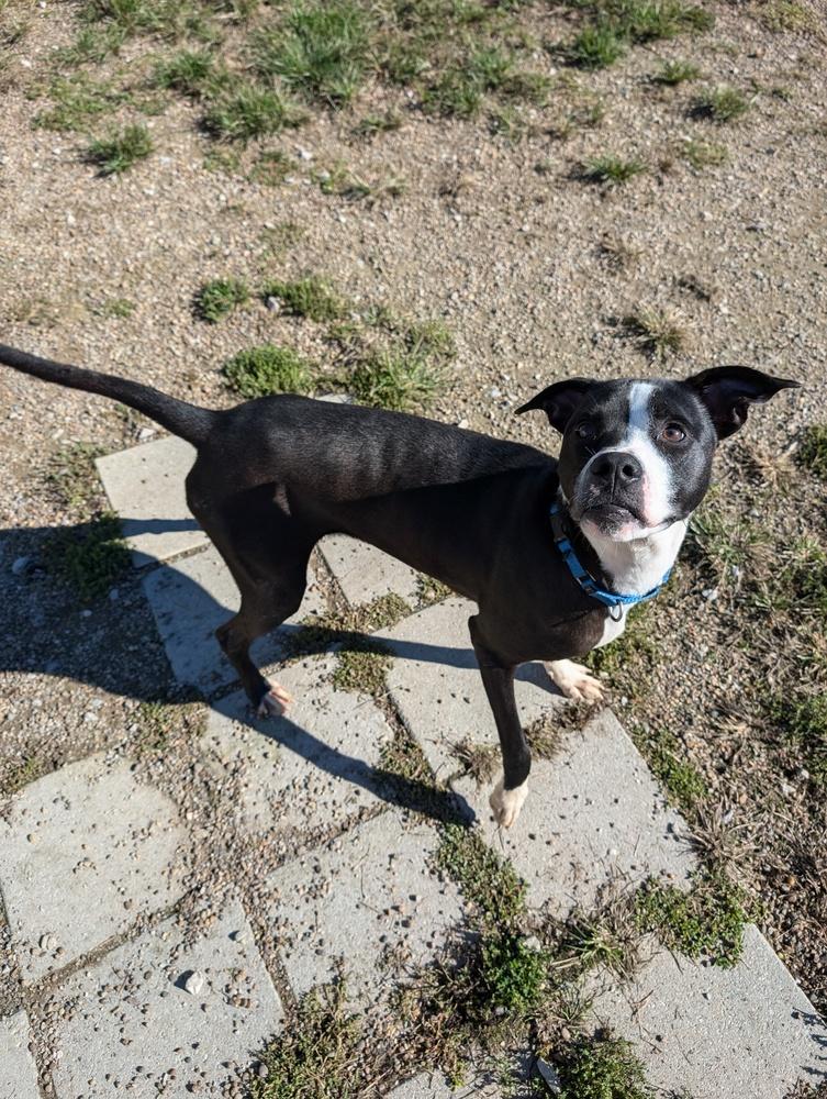 Enlarge Poseidon, a Adoptable mixed breed in Evansville, IN image 6/6