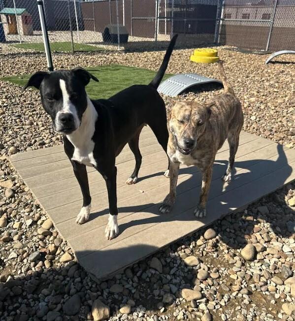 Enlarge Poseidon, a Adoptable mixed breed in Evansville, IN image 6/6