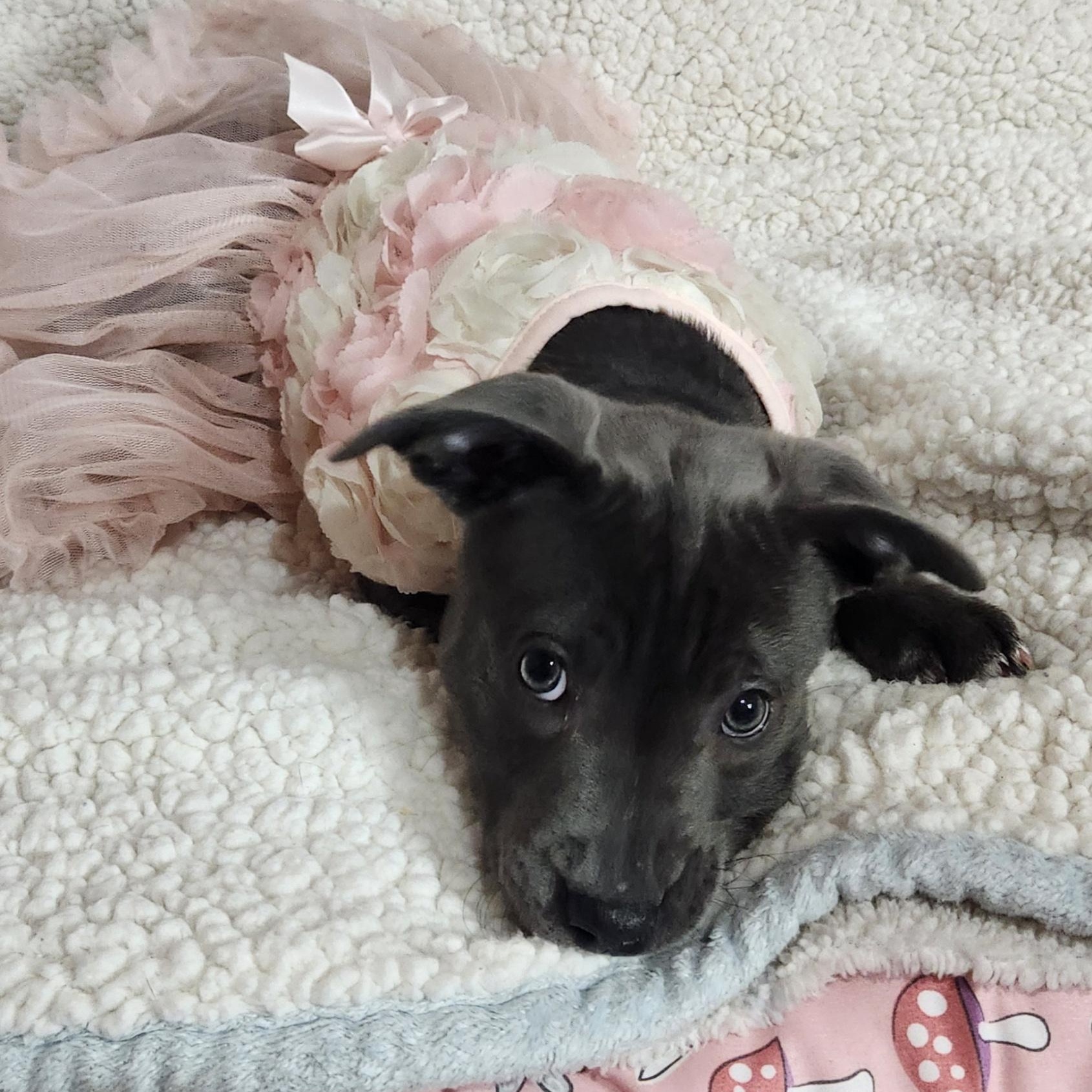 Enlarge Aster, a ADOPTABLE Pit Bull Terrier in Freeland, MI image 4/4