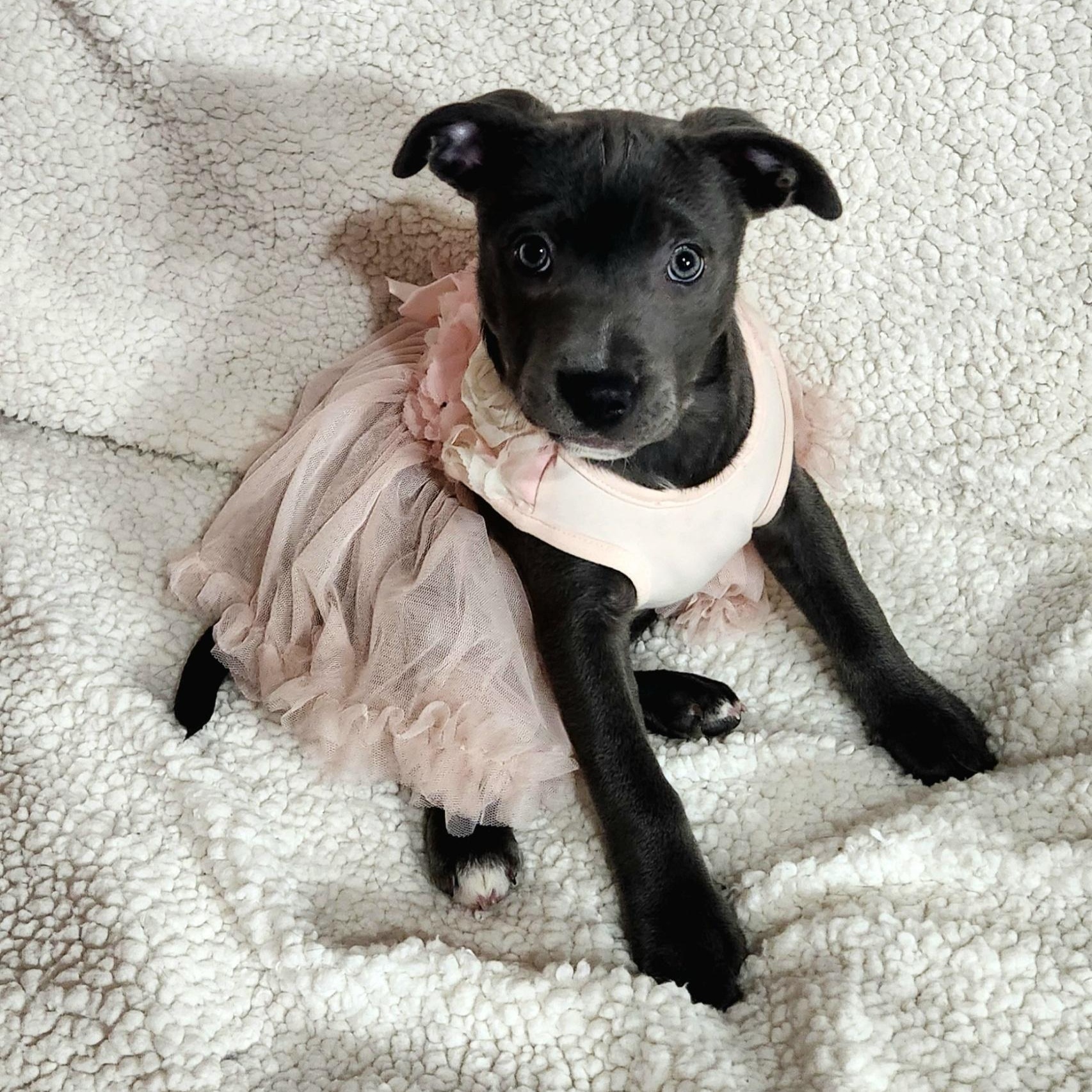 Enlarge Aster, a ADOPTABLE Pit Bull Terrier in Freeland, MI image 3/4