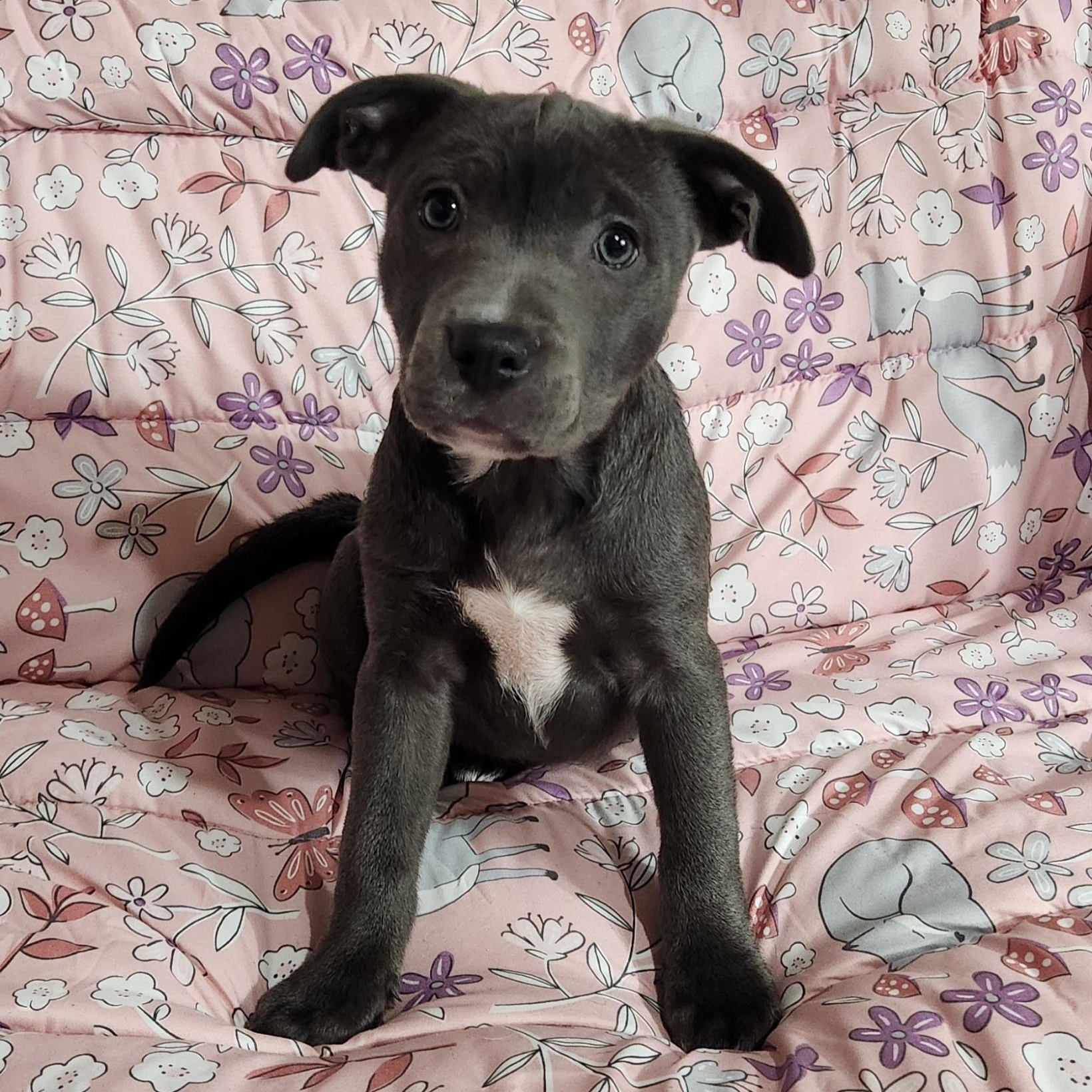 Aster, ADOPTABLE, Puppy Female Pit Bull Terrier.