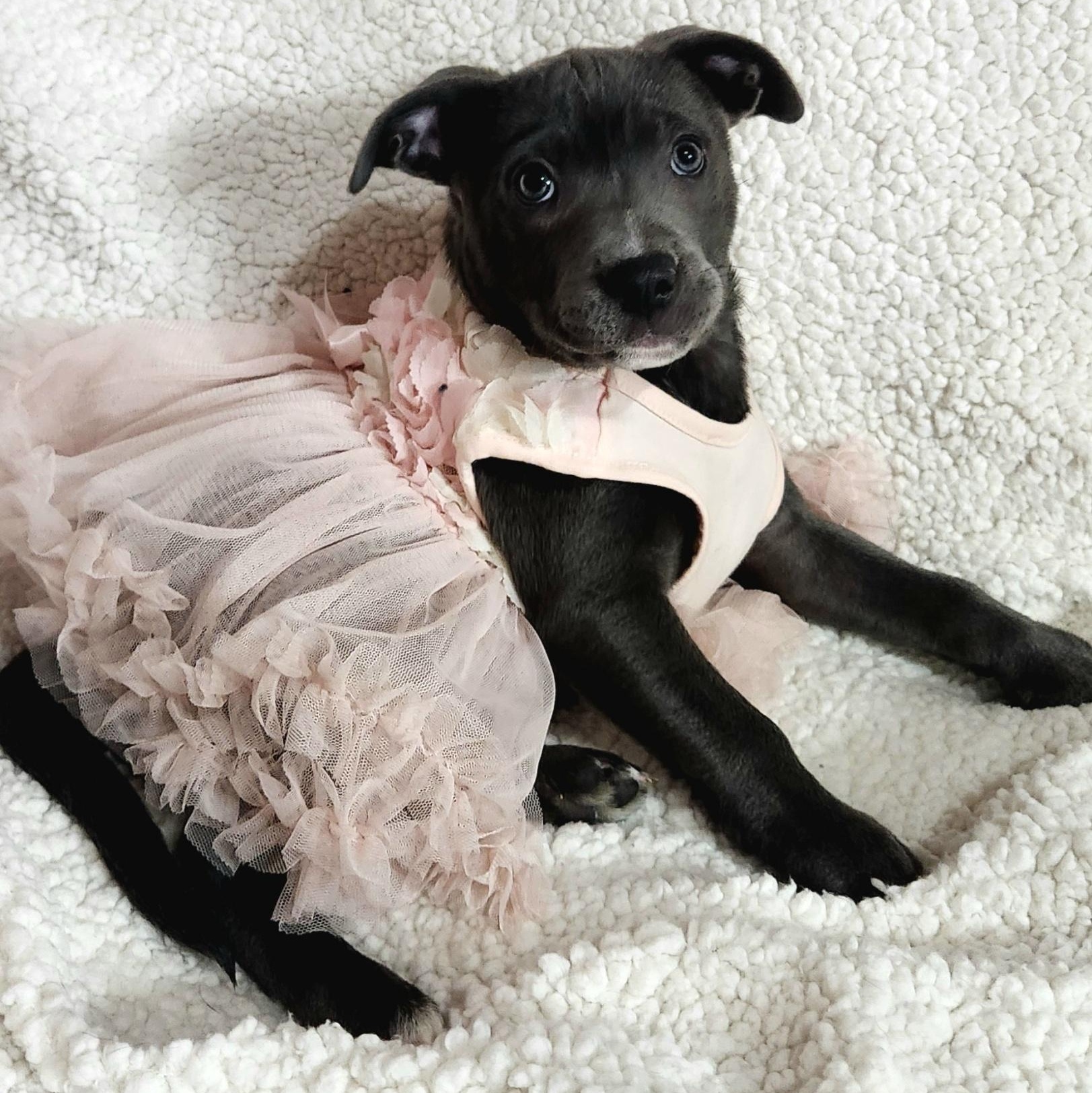 Enlarge Aster, a ADOPTABLE Pit Bull Terrier in Freeland, MI image 2/4