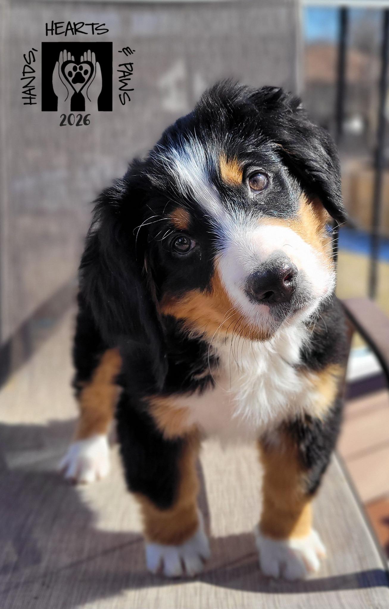 Enlarge Bunsen, an adoptable Bernese Mountain Dog in Omaha, NE image 3/5