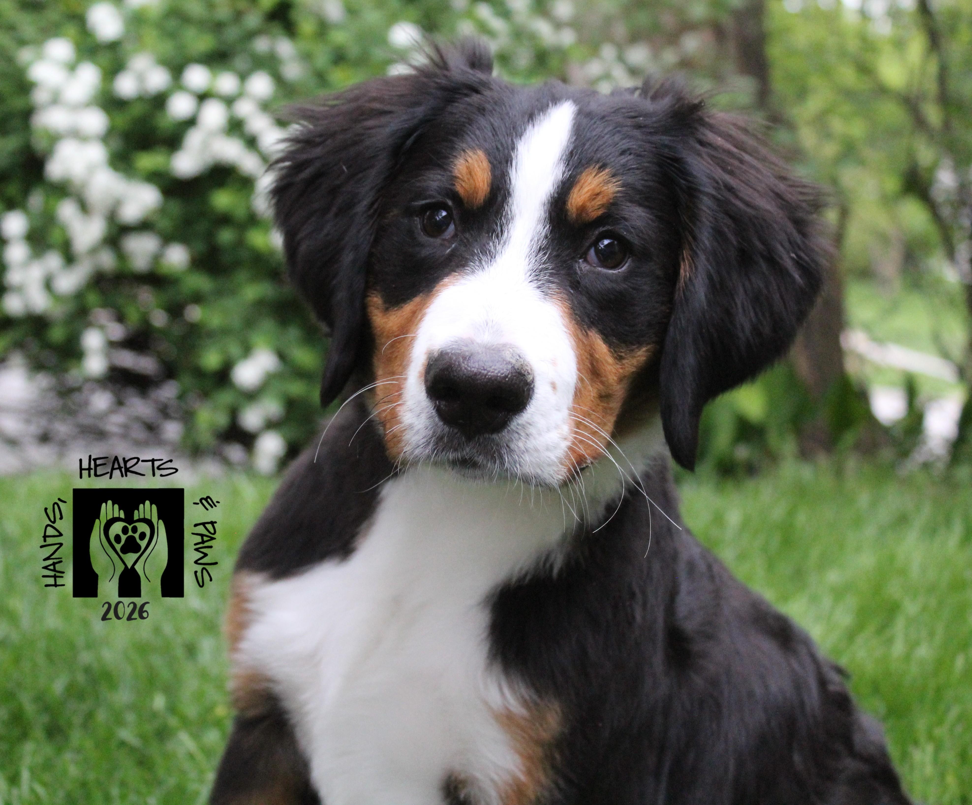 Enlarge Bunsen, an adoptable Bernese Mountain Dog in Omaha, NE image 5/5
