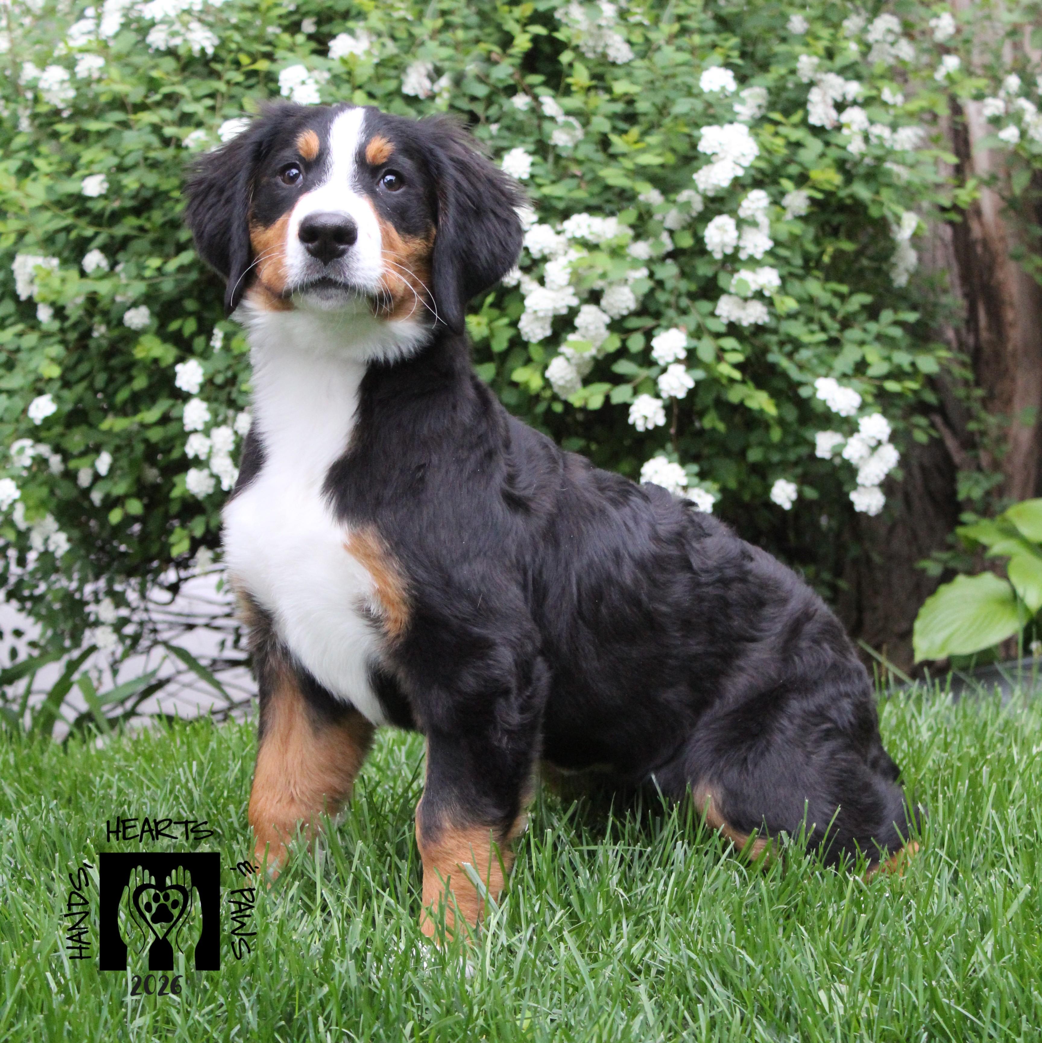 Enlarge Bunsen, an adoptable Bernese Mountain Dog in Omaha, NE image 4/5