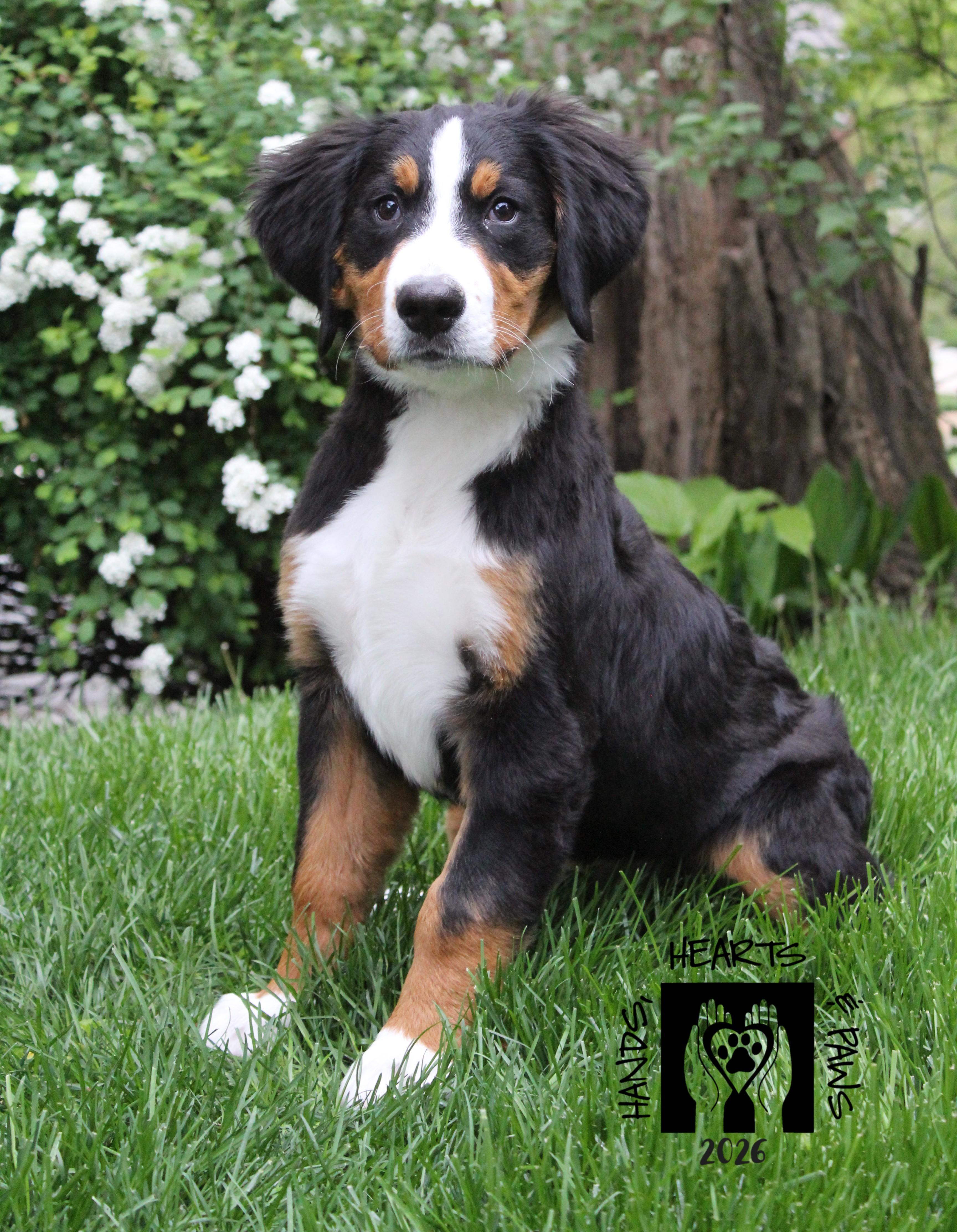 Enlarge Bunsen, an adoptable Bernese Mountain Dog in Omaha, NE image 1/5