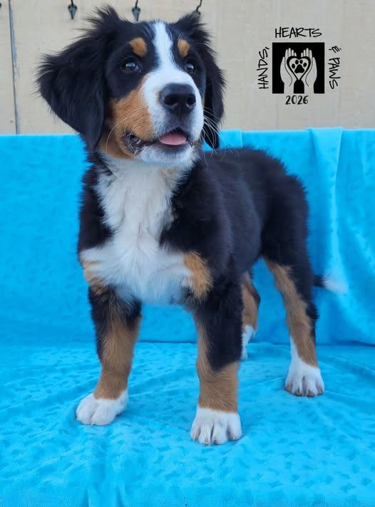 Enlarge Bunsen, an adoptable Bernese Mountain Dog in Omaha, NE image 2/5