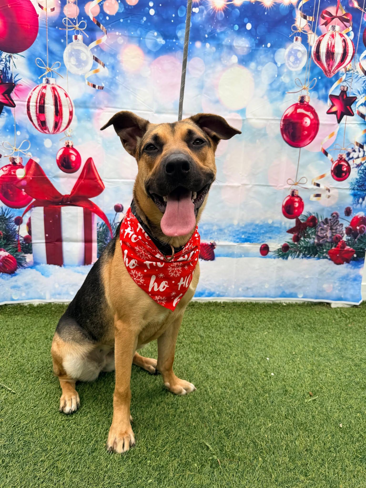 Frannie, a Adoptable German Shepherd Dog in Pompano Beach, FL image 1/3