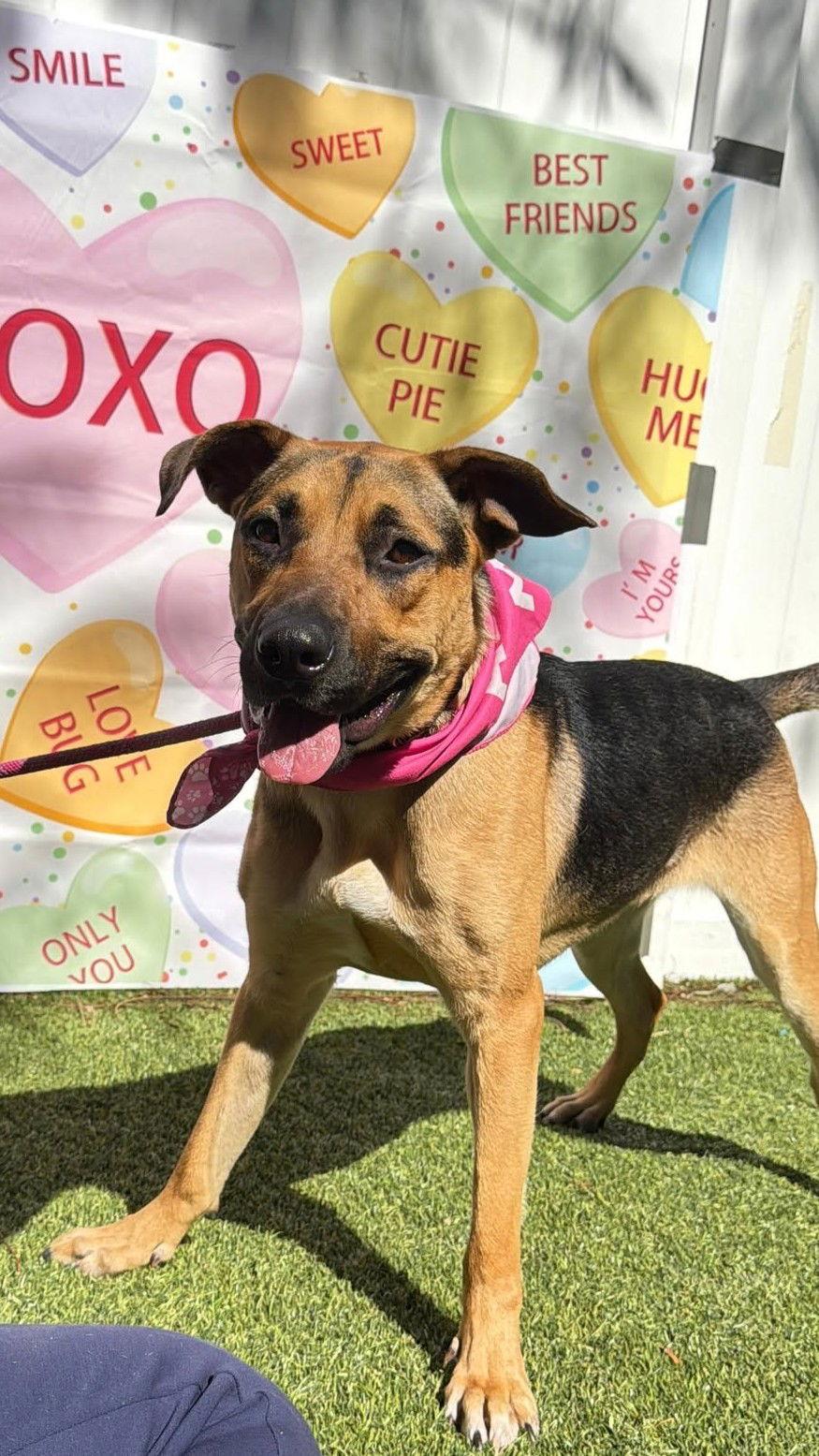 Enlarge Frannie, a Adoptable German Shepherd Dog in Pompano Beach, FL image 1/3