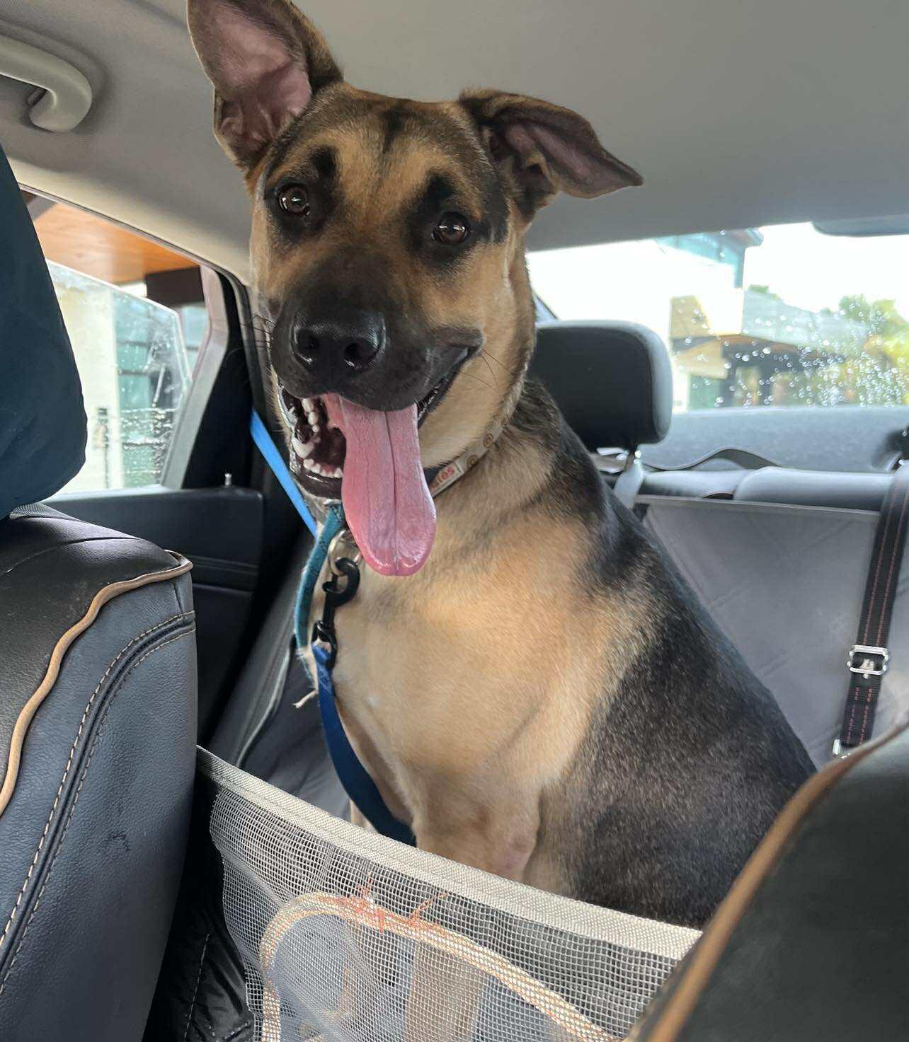 Frannie, a Adoptable German Shepherd Dog in Pompano Beach, FL image 1/3