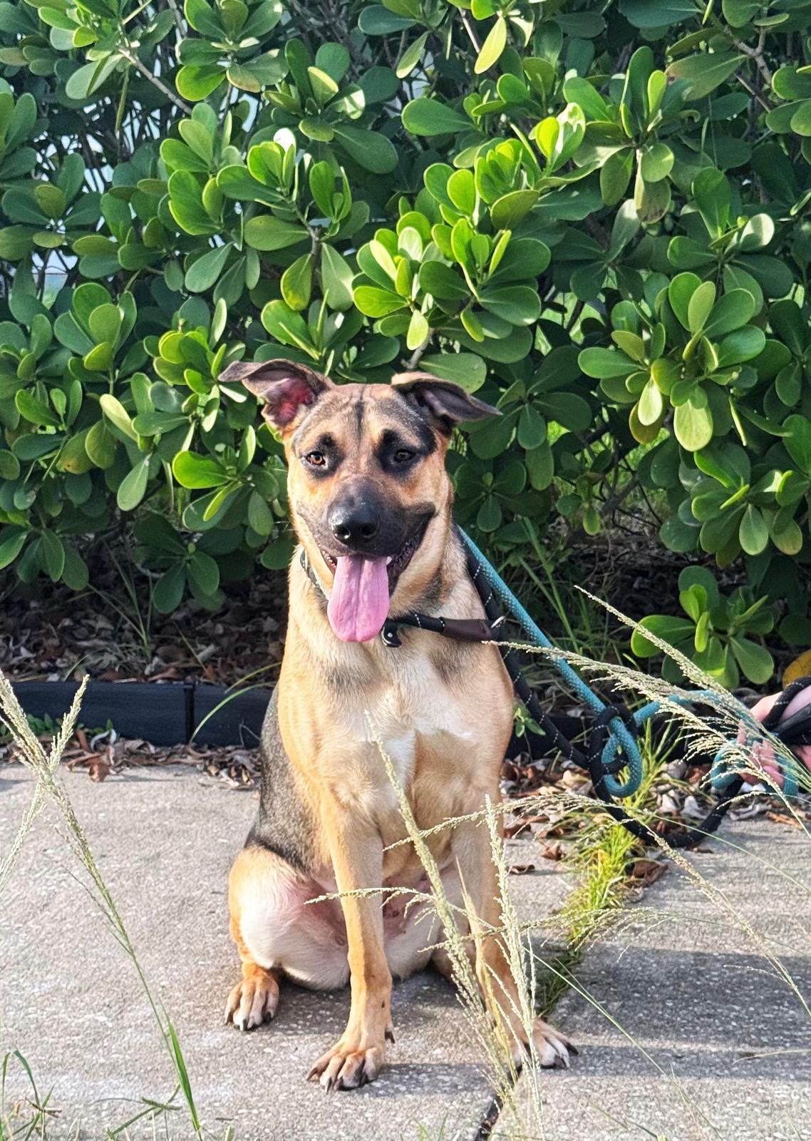 Frannie, a Adoptable German Shepherd Dog in Pompano Beach, FL image 2/3