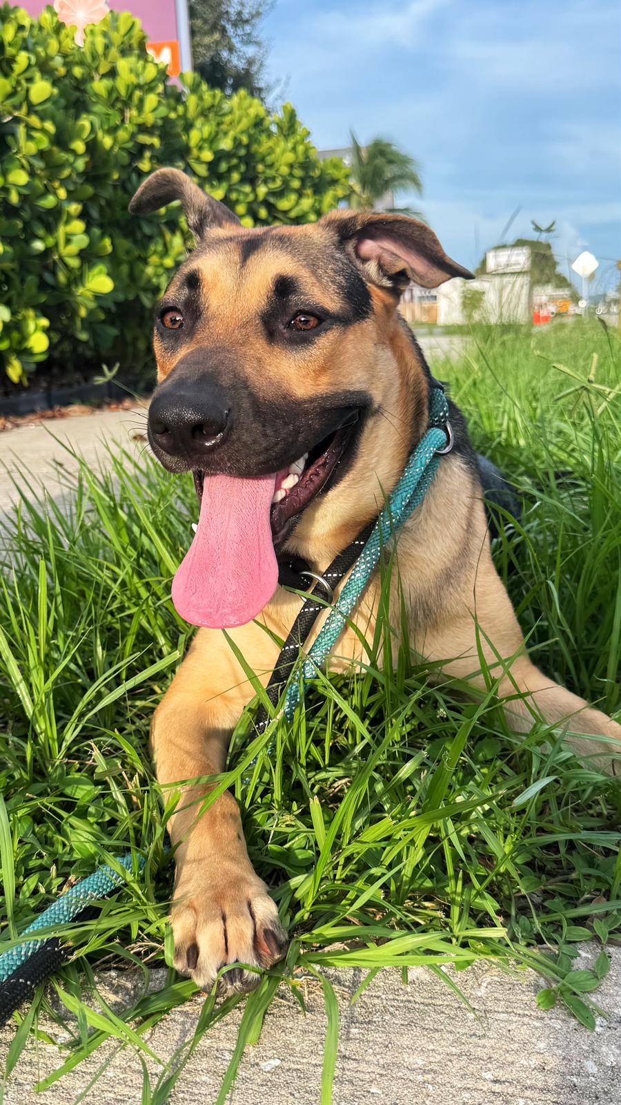 Frannie, a Adoptable German Shepherd Dog in Pompano Beach, FL image 3/3