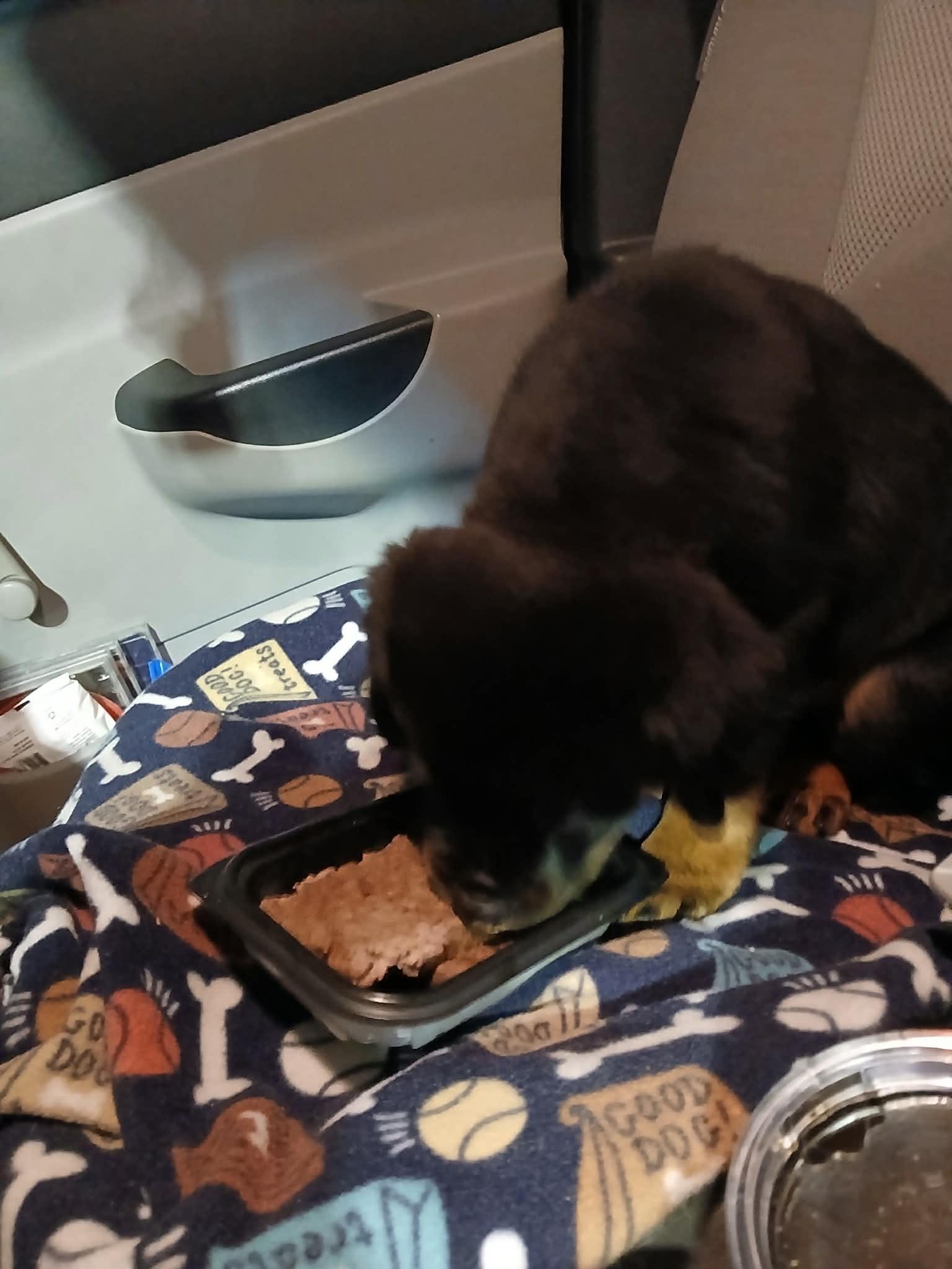 Stevie  Special Needs thumbnail 3