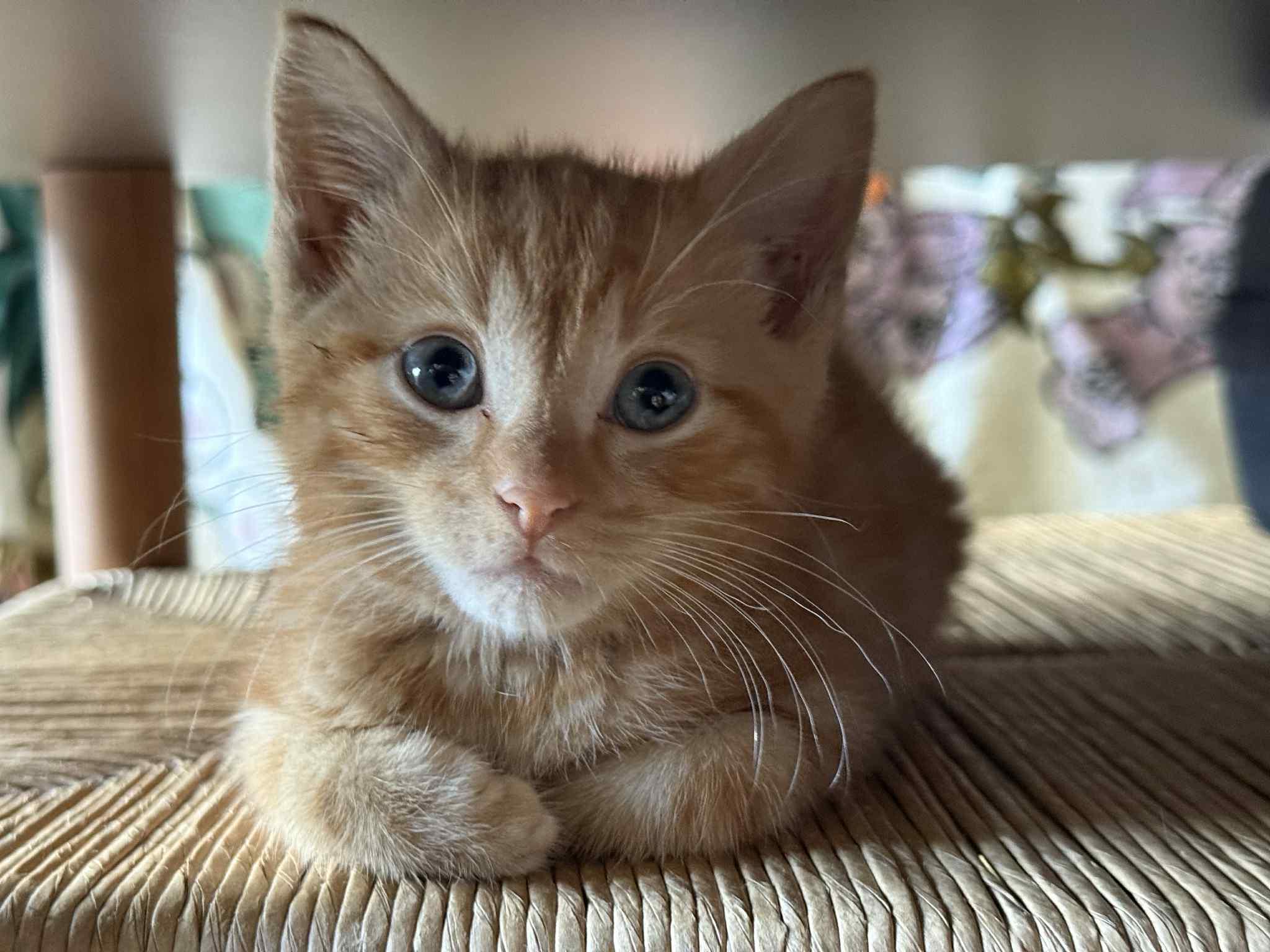 Litterbug, Adopted, Kitten Male Domestic Short Hair.