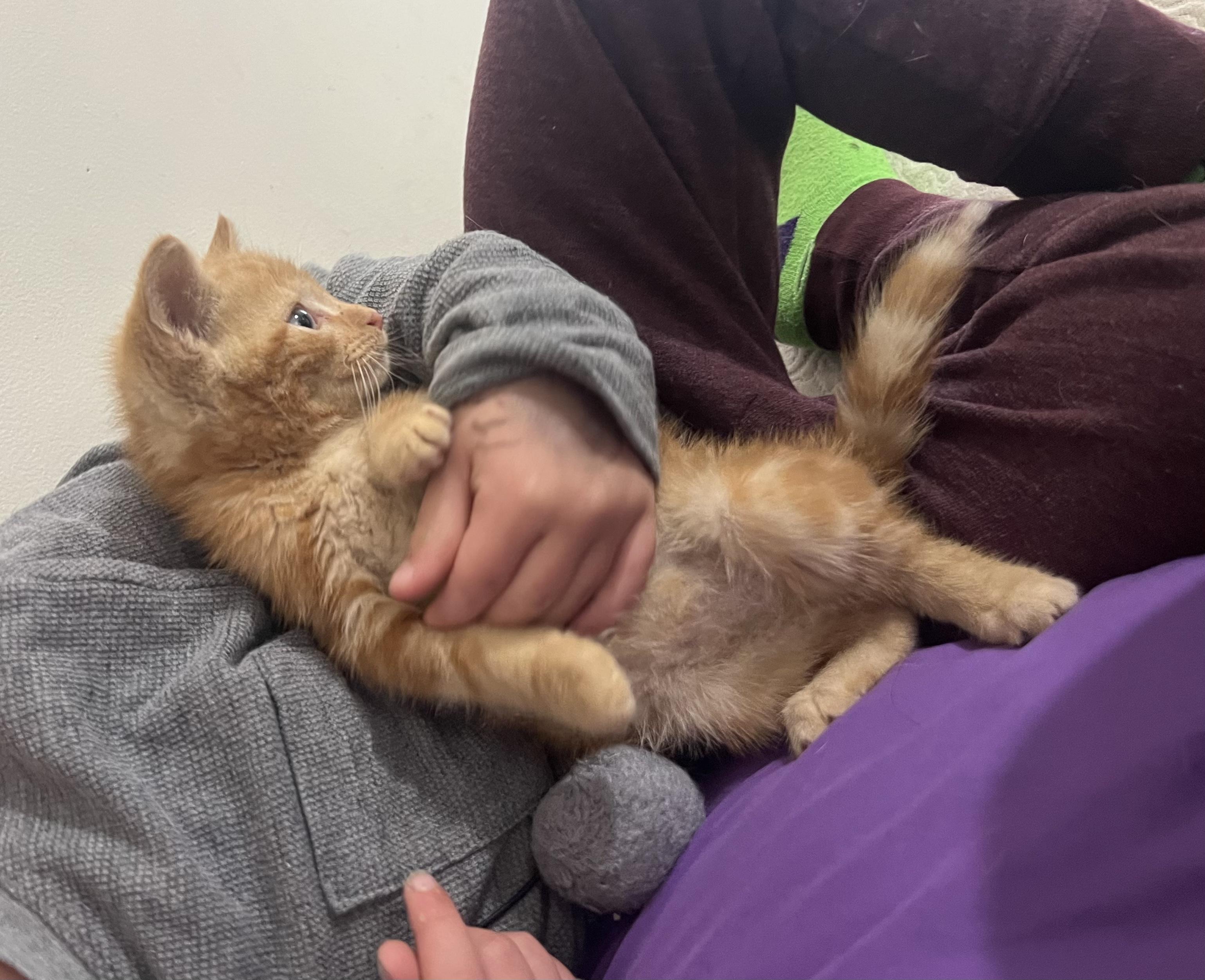 Litterbug, a Adopted Domestic Short Hair in Medina, OH image 2/5