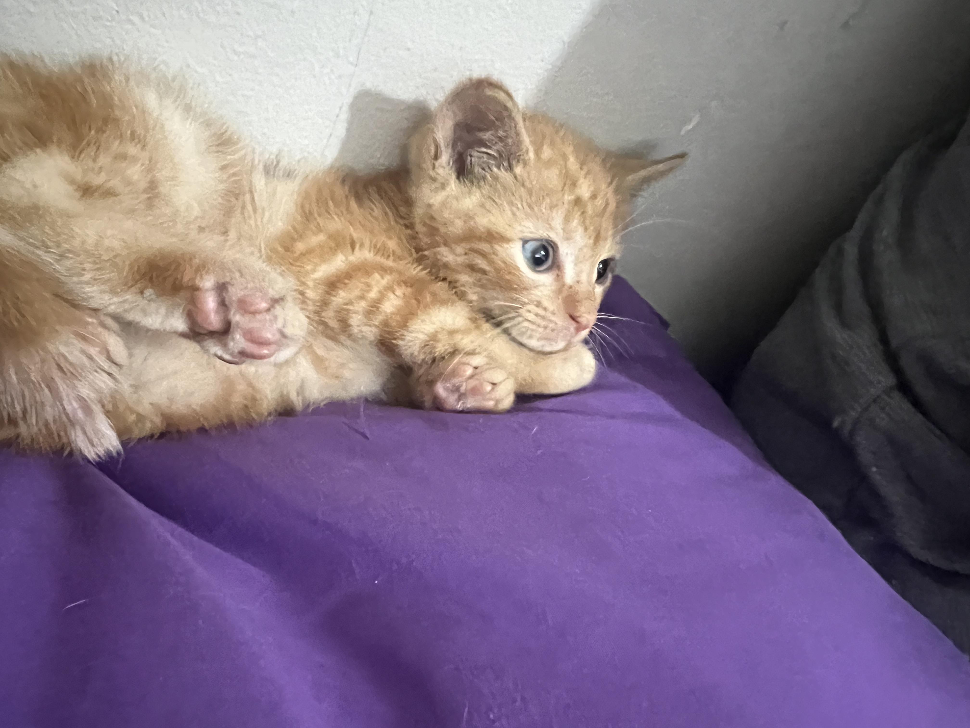 Litterbug, a Adopted Domestic Short Hair in Medina, OH image 3/5