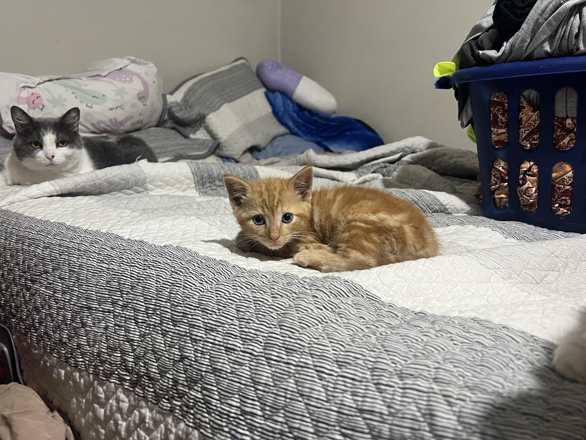 Litterbug, a Adopted Domestic Short Hair in Medina, OH image 4/5