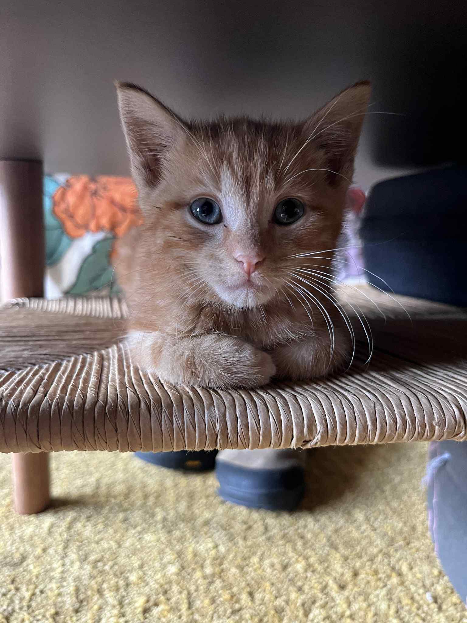 Litterbug, a Adopted Domestic Short Hair in Medina, OH image 5/5