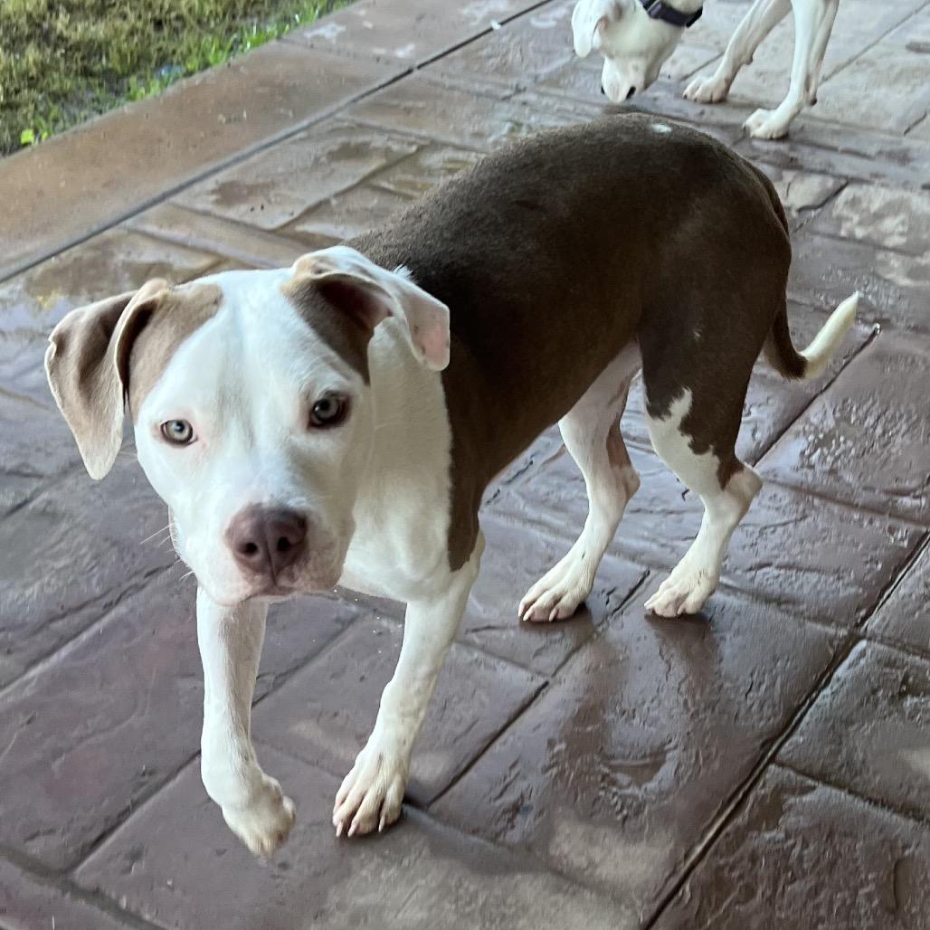 Pita, Adoptable, Young Female Staffordshire Bull Terrier.