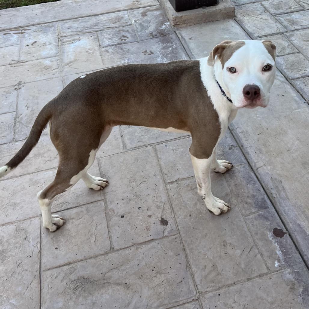 Enlarge Pita, a Adoptable Staffordshire Bull Terrier in San Diego, CA image 2/6