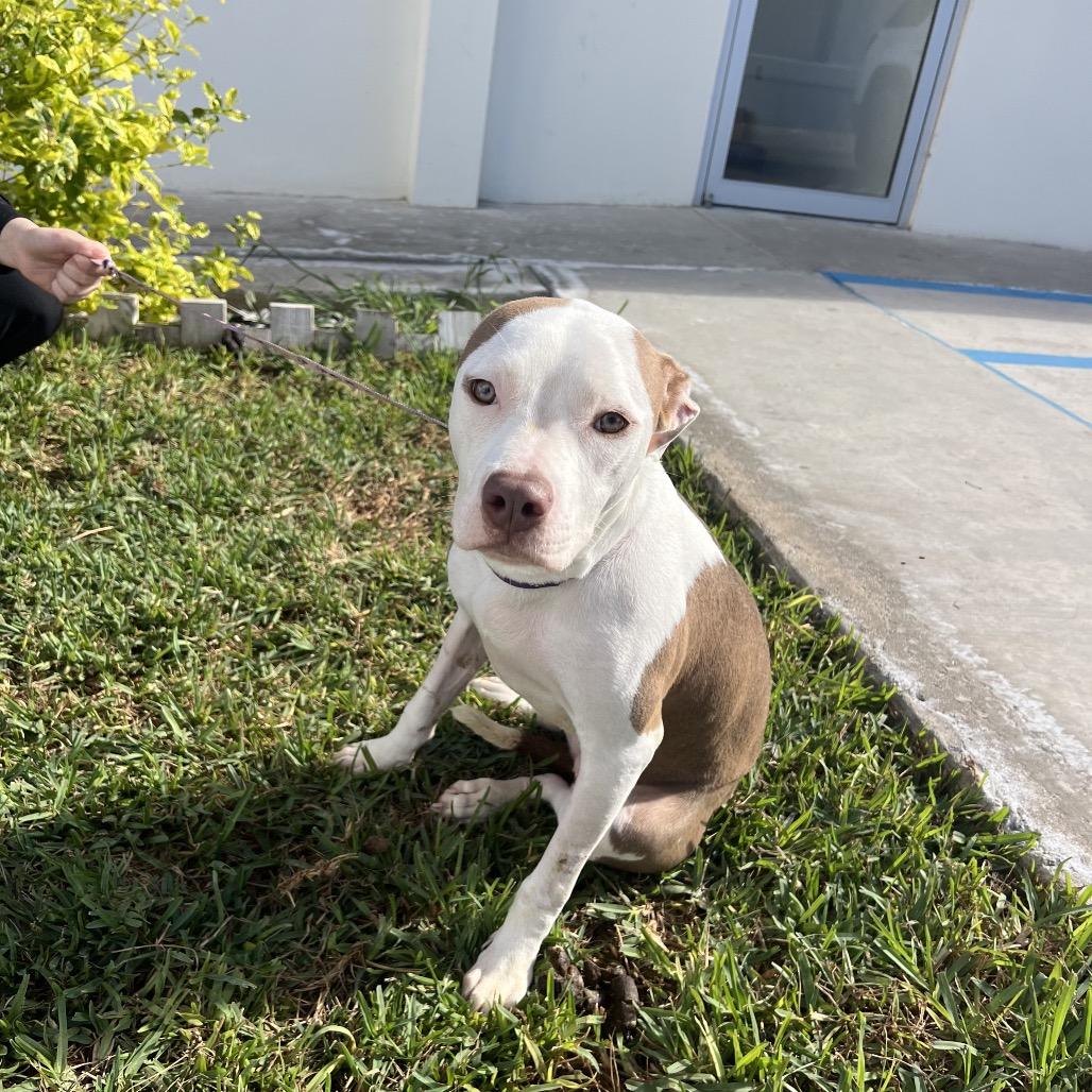 Enlarge Pita, a Adoptable Staffordshire Bull Terrier in San Diego, CA image 3/6