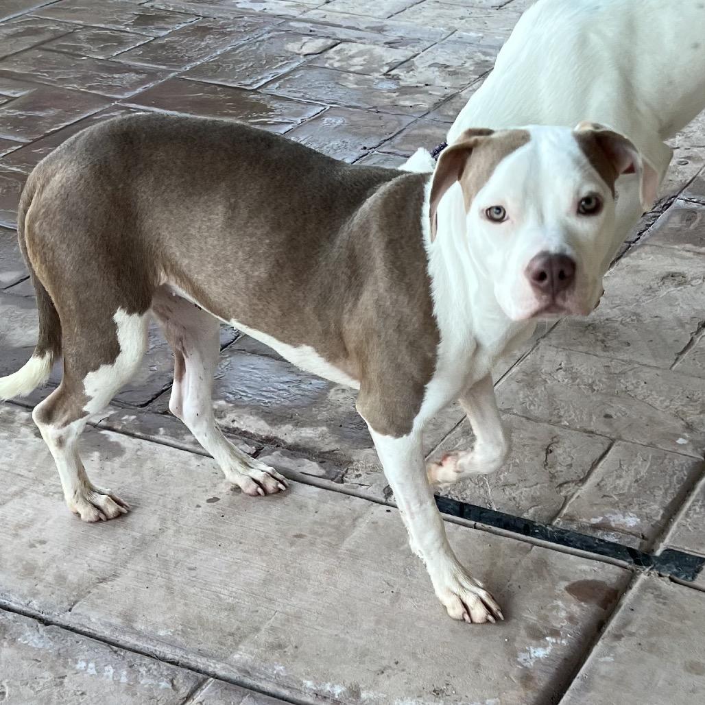 Enlarge Pita, a Adoptable Staffordshire Bull Terrier in San Diego, CA image 4/6