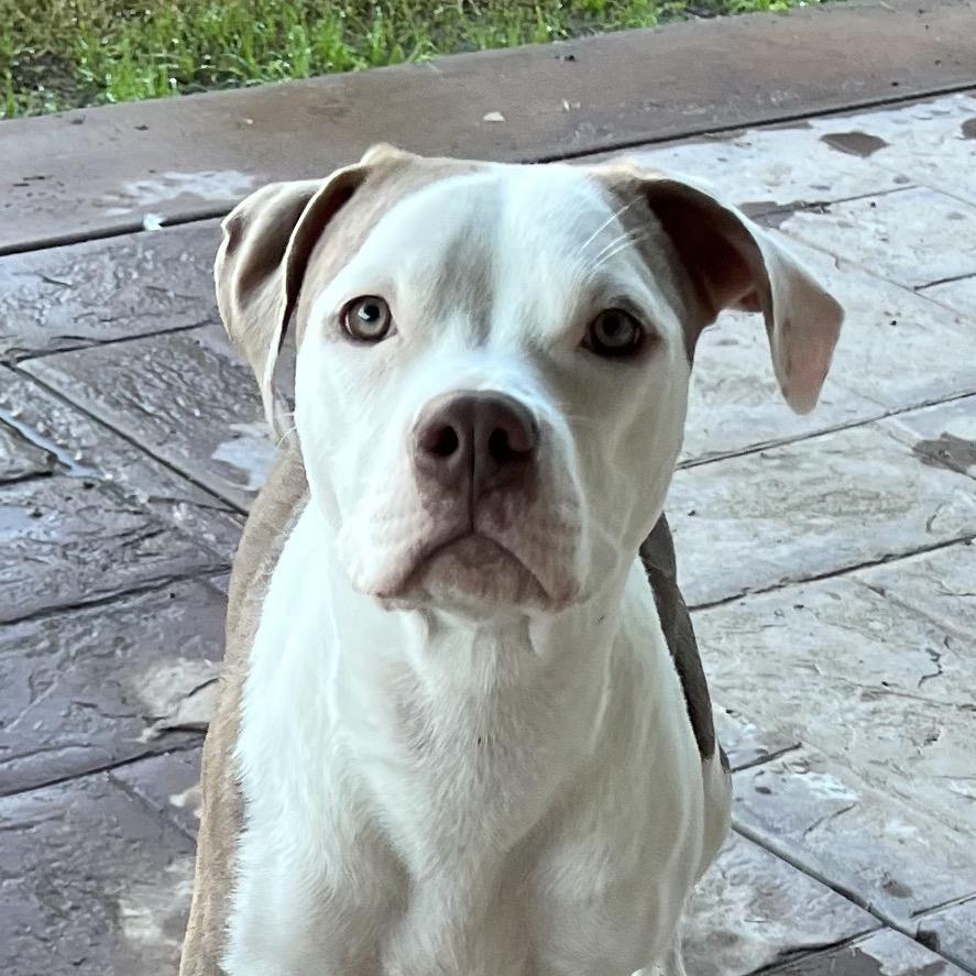 Enlarge Pita, a Adoptable Staffordshire Bull Terrier in San Diego, CA image 5/6