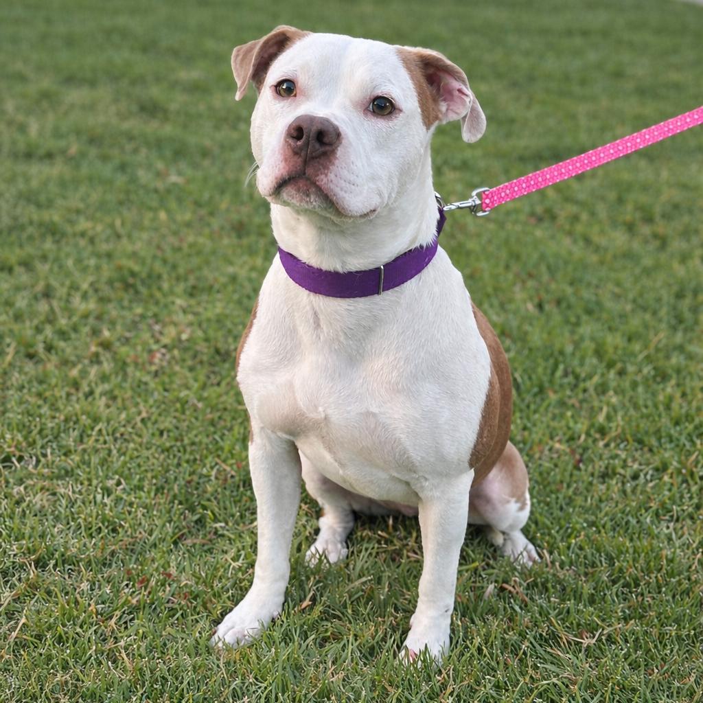 Enlarge Pita, a Adoptable Staffordshire Bull Terrier in San Diego, CA image 6/6