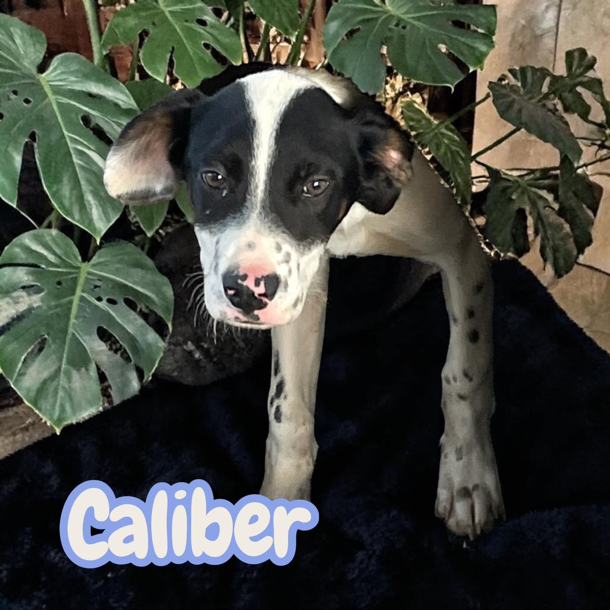 Enlarge Caliber - sweet, curious and snuggly, a Adoptable mixed breed in Asheville, NC image 3/5