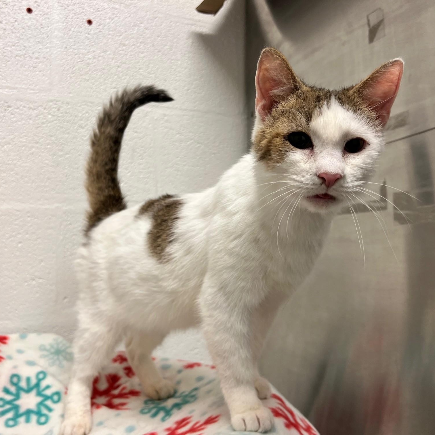 Enlarge Lionel, a ADOPTABLE Domestic Short Hair in Stanley, VA image 1/4