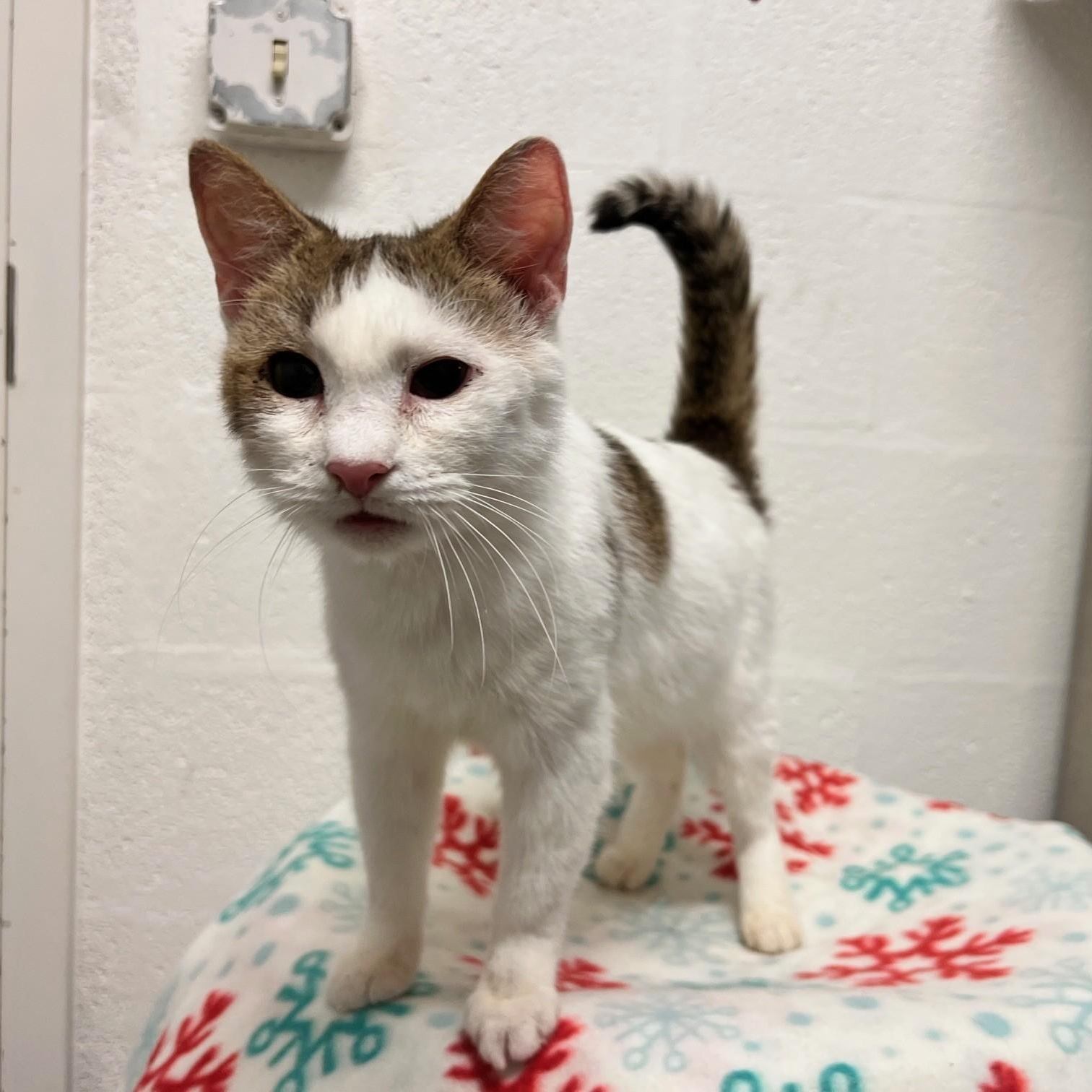 Enlarge Lionel, a ADOPTABLE Domestic Short Hair in Stanley, VA image 2/4