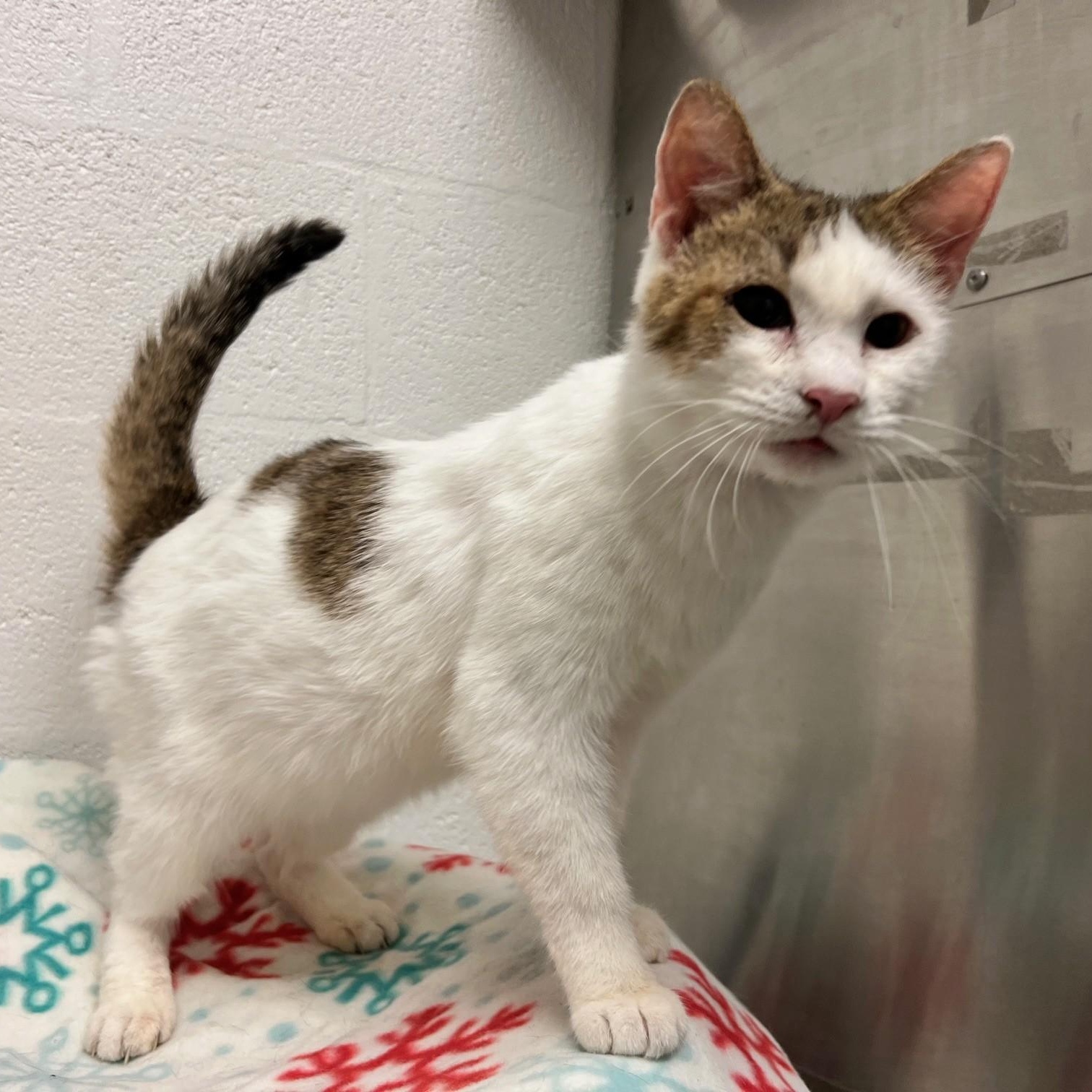 Enlarge Lionel, a ADOPTABLE Domestic Short Hair in Stanley, VA image 3/4