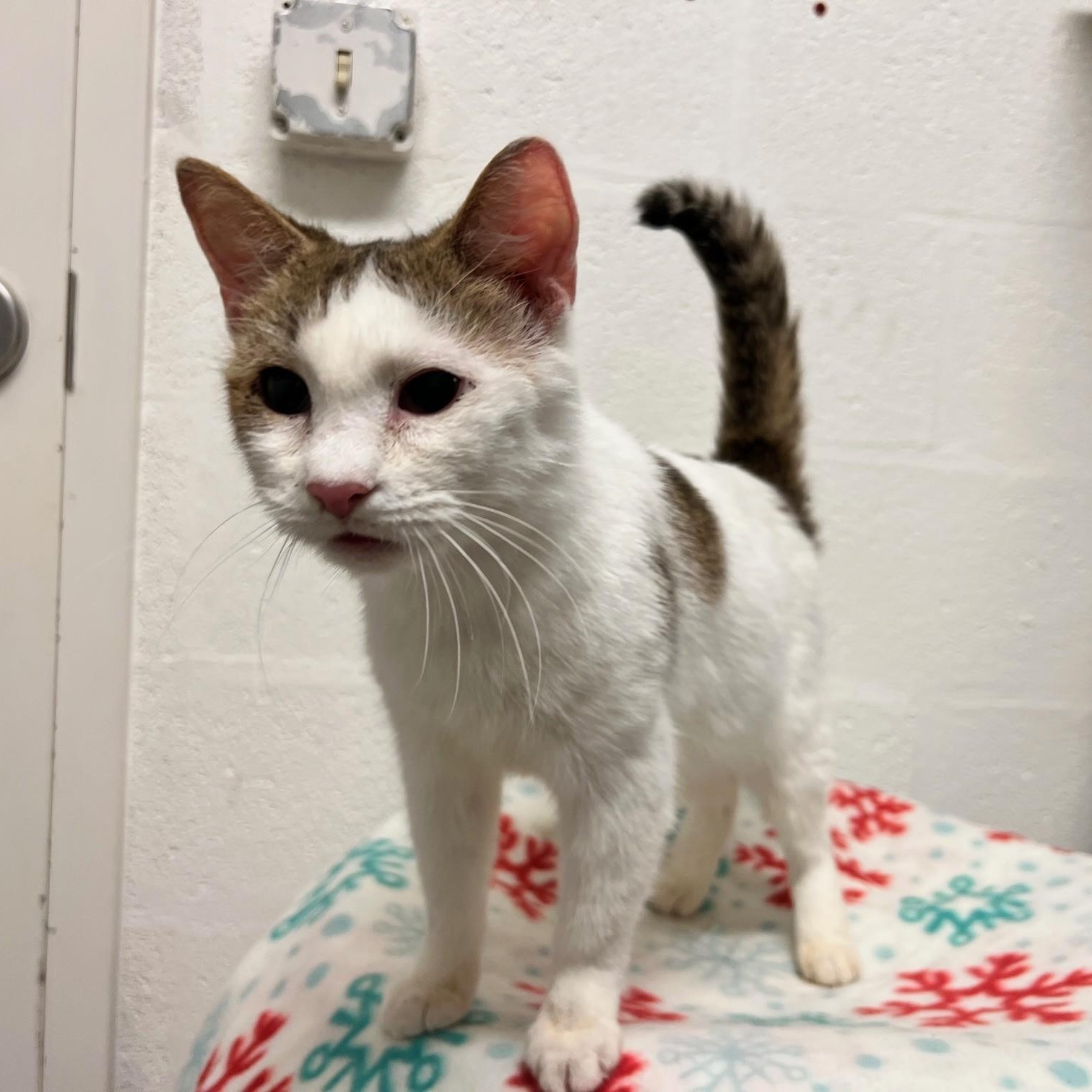 Enlarge Lionel, a ADOPTABLE Domestic Short Hair in Stanley, VA image 4/4