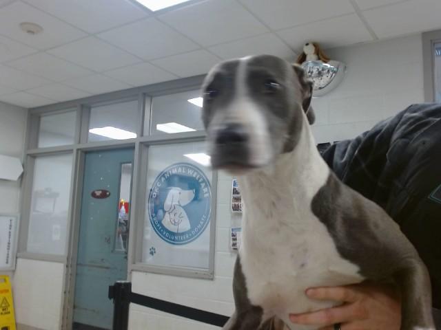 Enlarge ROCKY, a Adoptable mixed breed in Oklahoma City, OK image 1/1