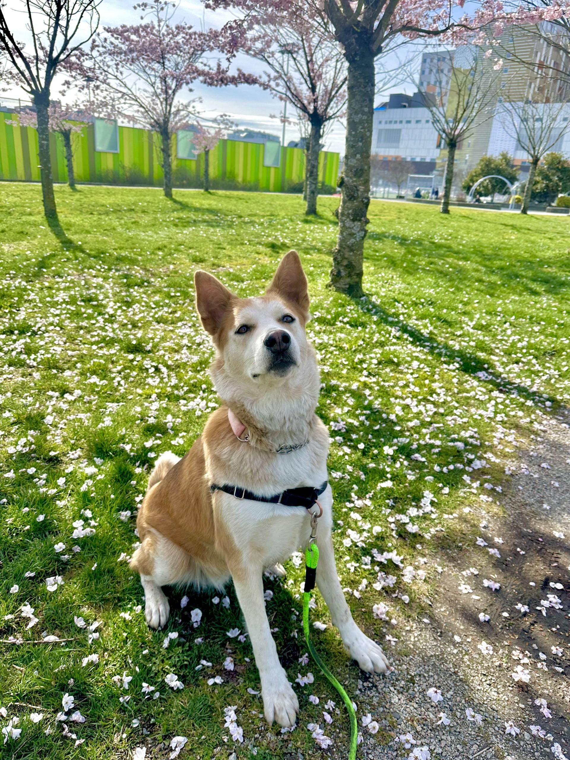 Tasha, a Adoptable mixed breed in Vancouver, BC image 5/6