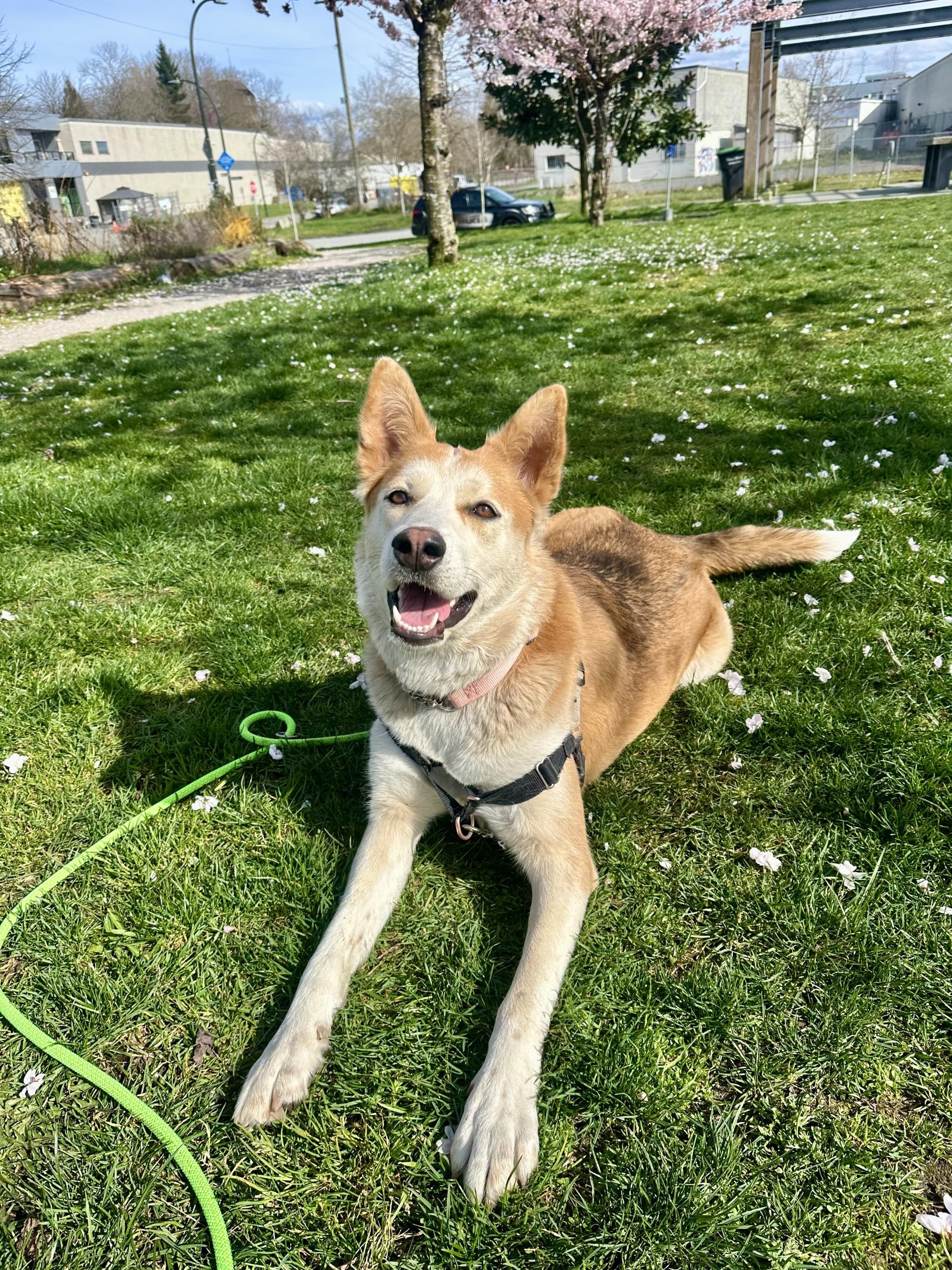 Tasha, a Adoptable mixed breed in Vancouver, BC image 1/6